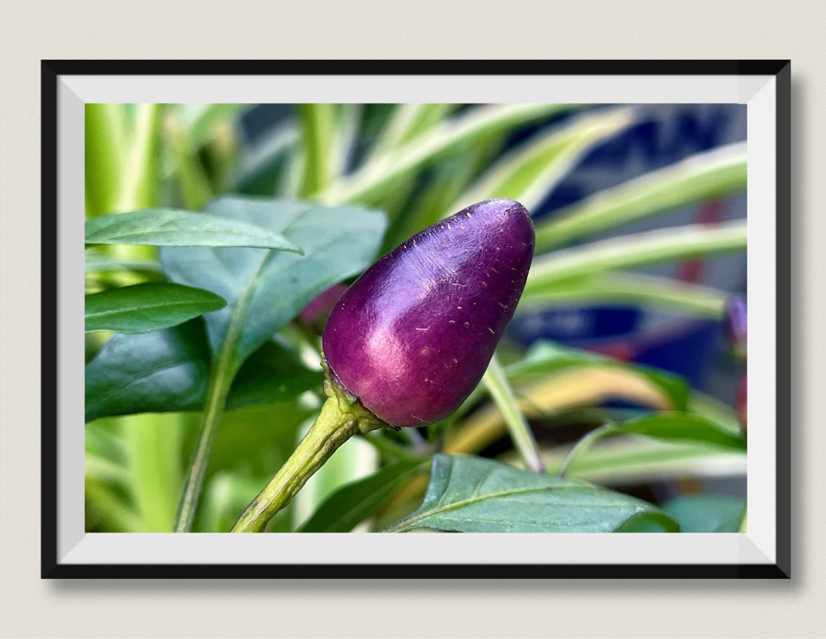 【首发】紫晶甜椒