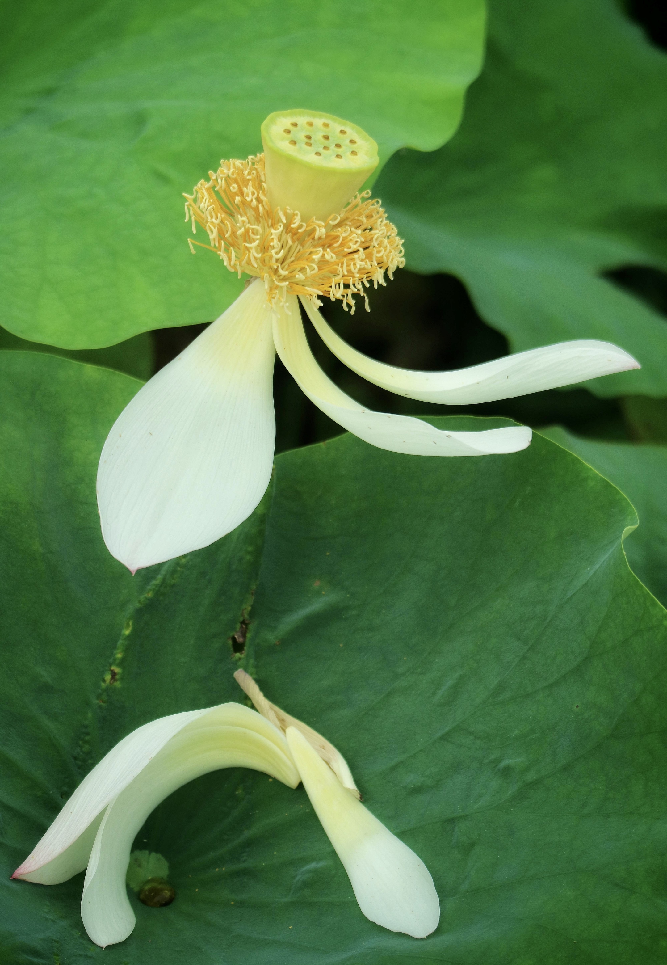 【首发】白莲花迎夏(九)