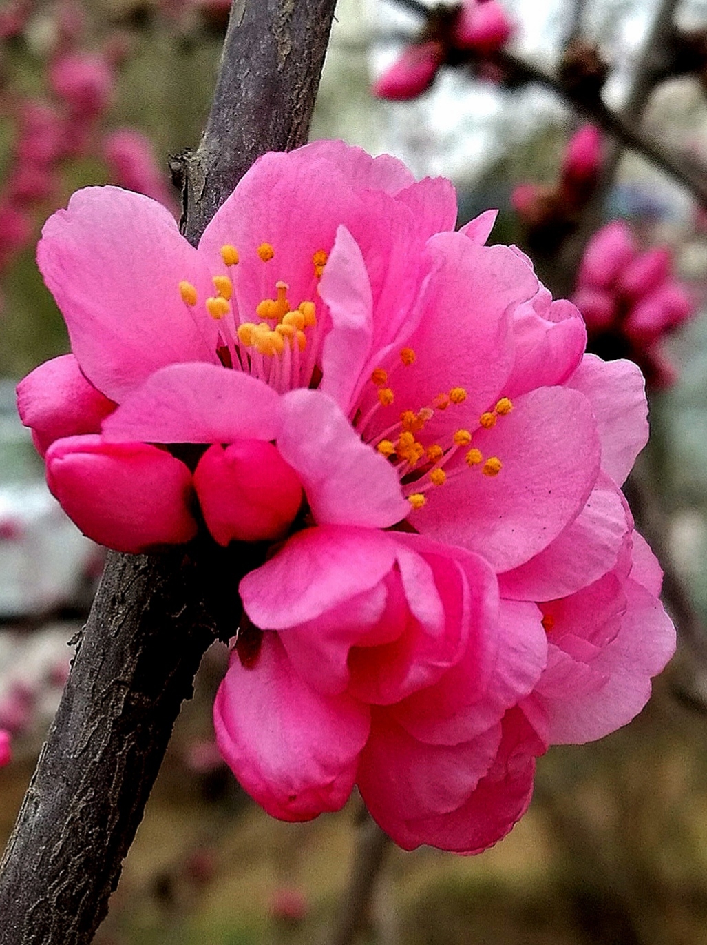 阳春四月花醉人原创