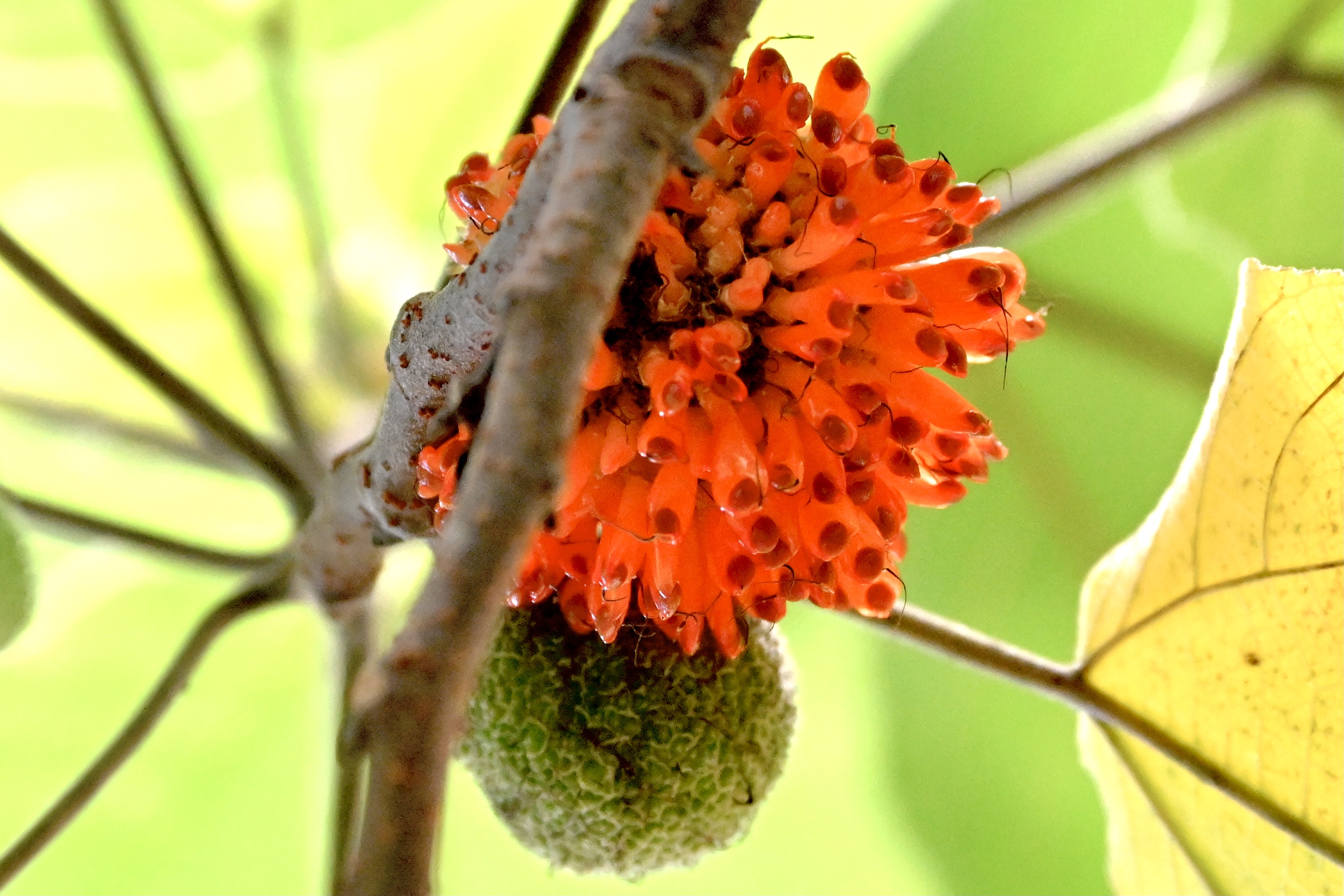 顽强的生命力～构树〔首发