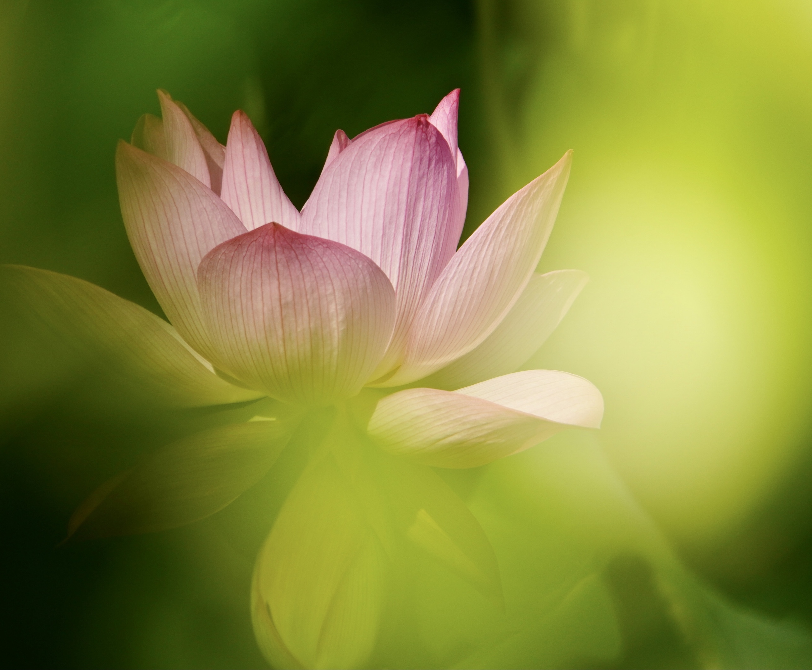 烟雨中她似仙子高洁而娴静,清雅又淡然…我喜欢荷,喜欢她的淡淡清香