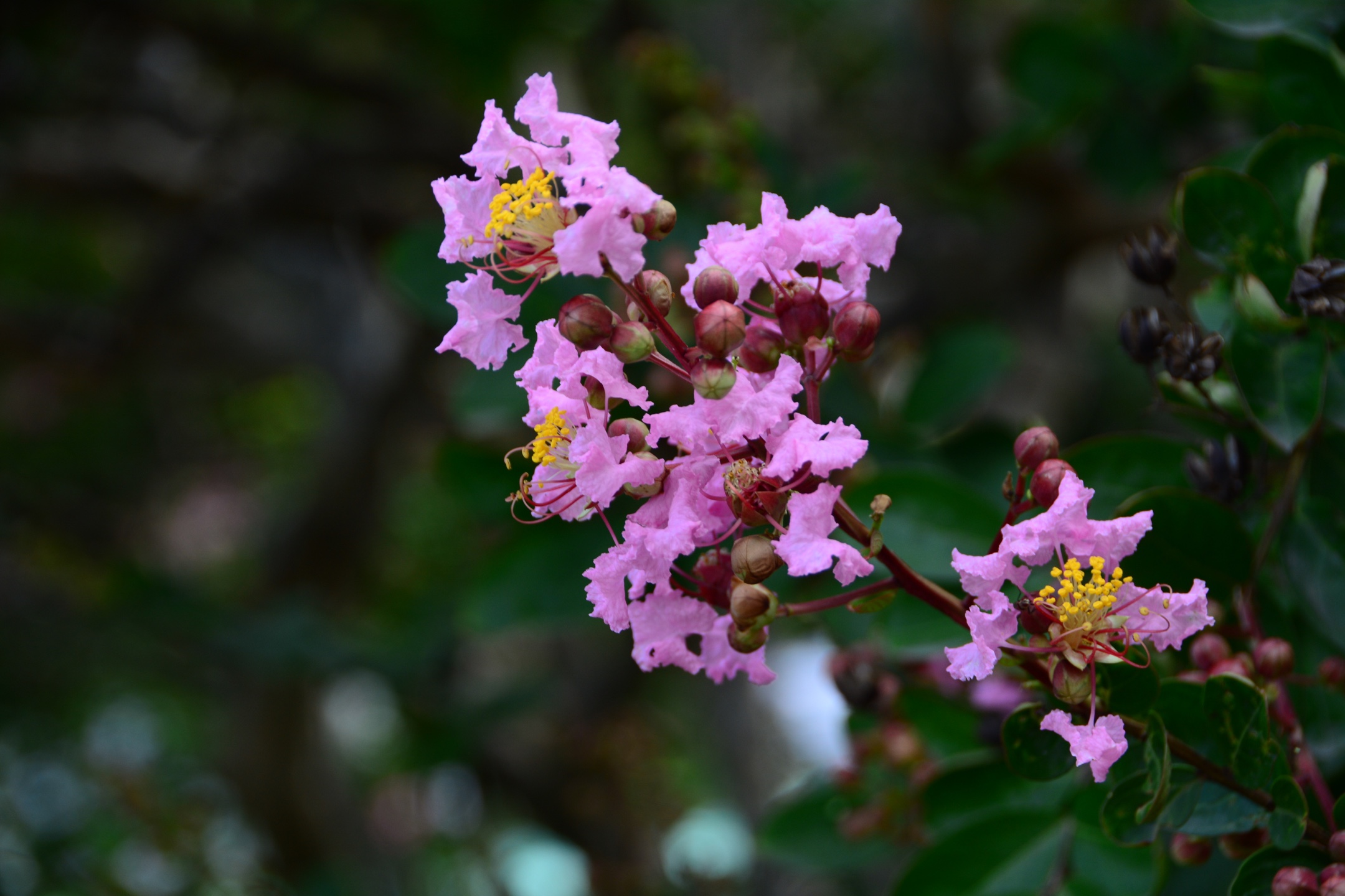 《紫薇花开的季节 青岛市文化公园