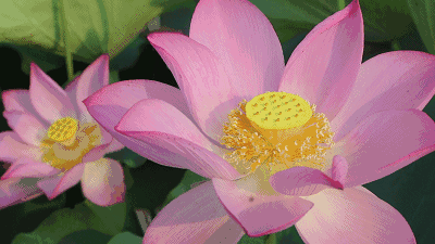 400_225gif 动态图 动图