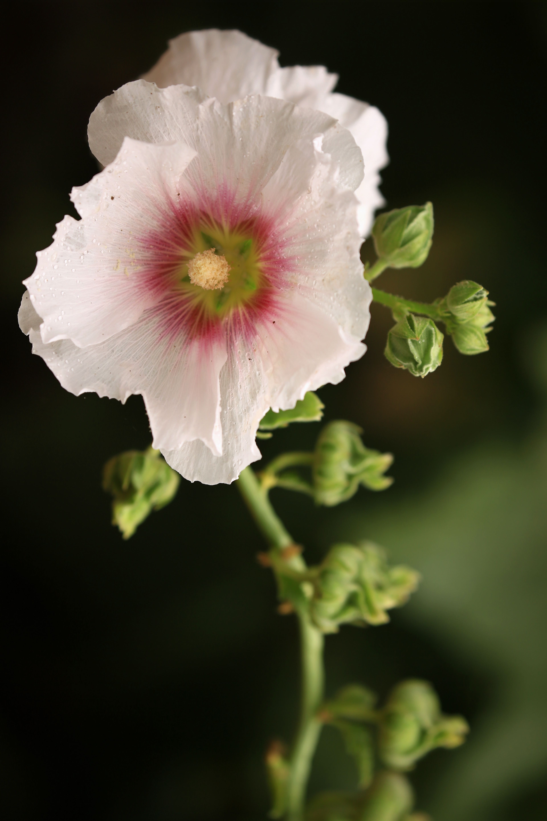 别称一丈红,大蜀季,戎葵.二年生直立草本,高达2米,茎枝密被刺毛.