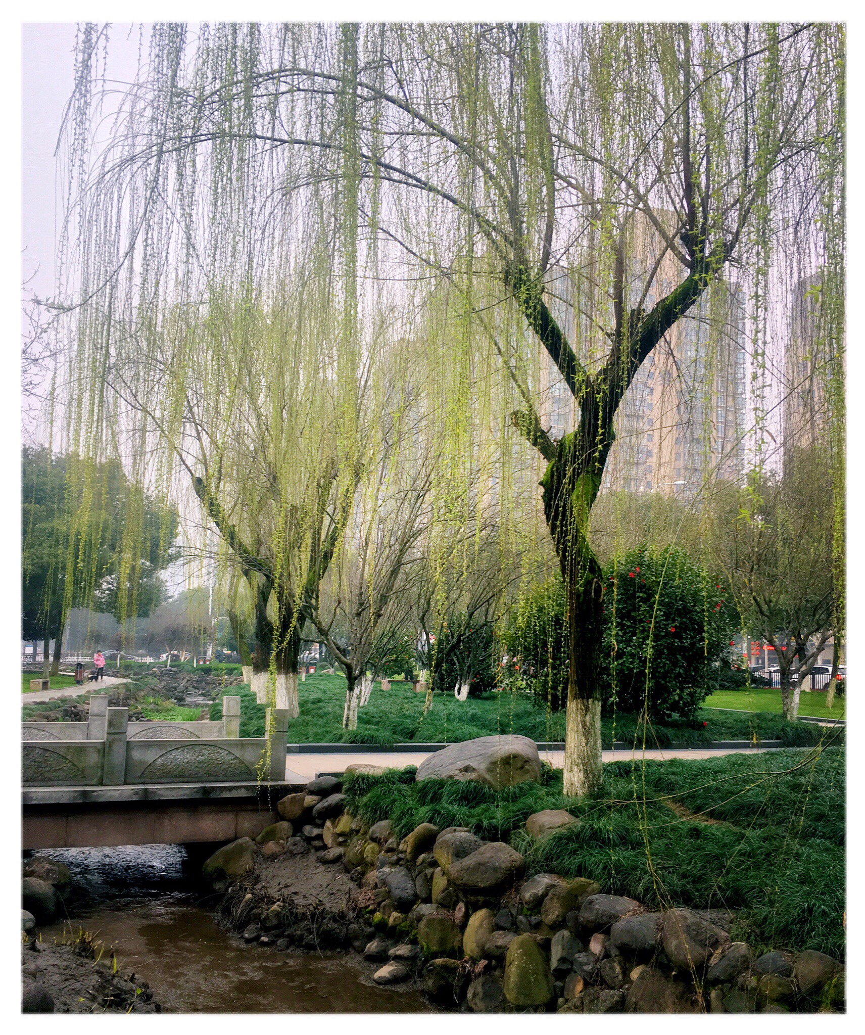 垂柳新芽摄于回溪公园手机版