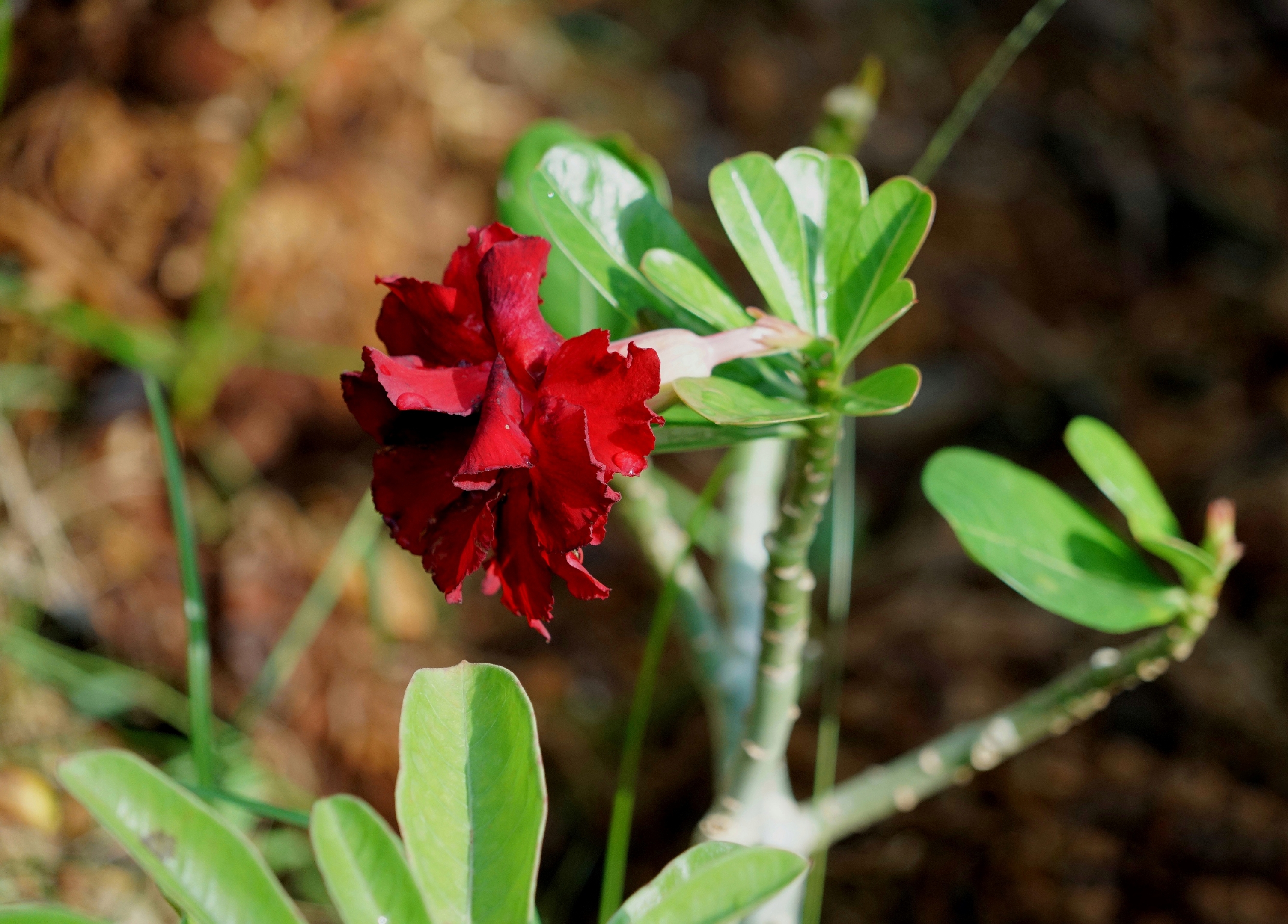 娇艳绚丽天宝花