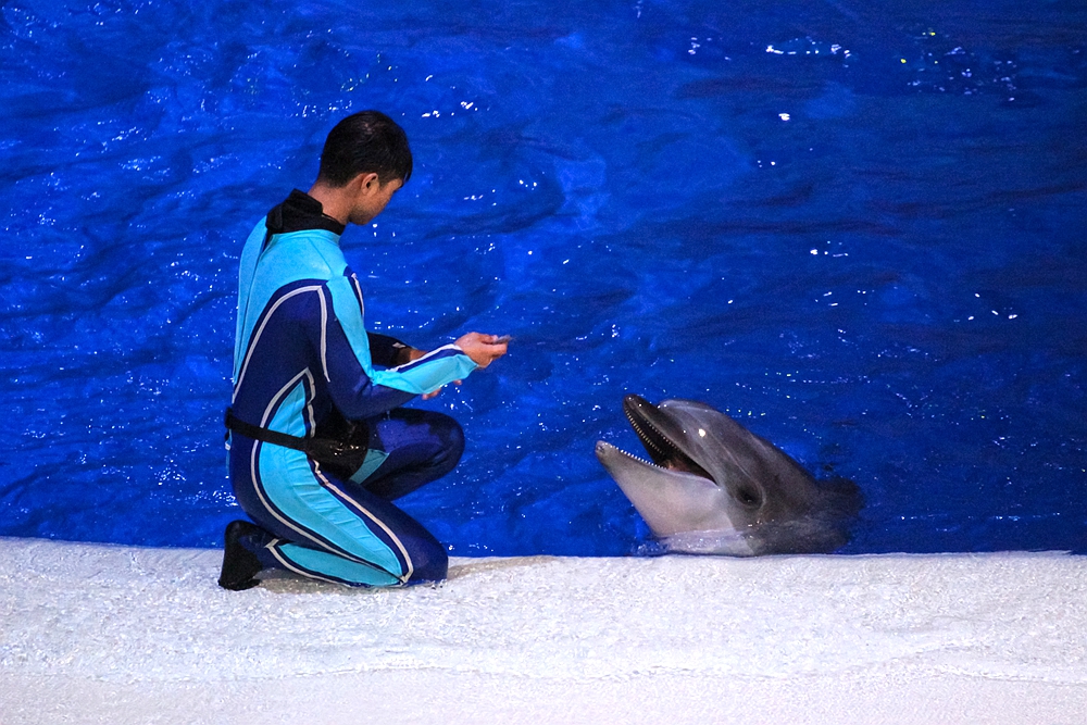 聪明的小精灵时而卖萌,时而秀着自己与饲养员的亲密关系～每场表演