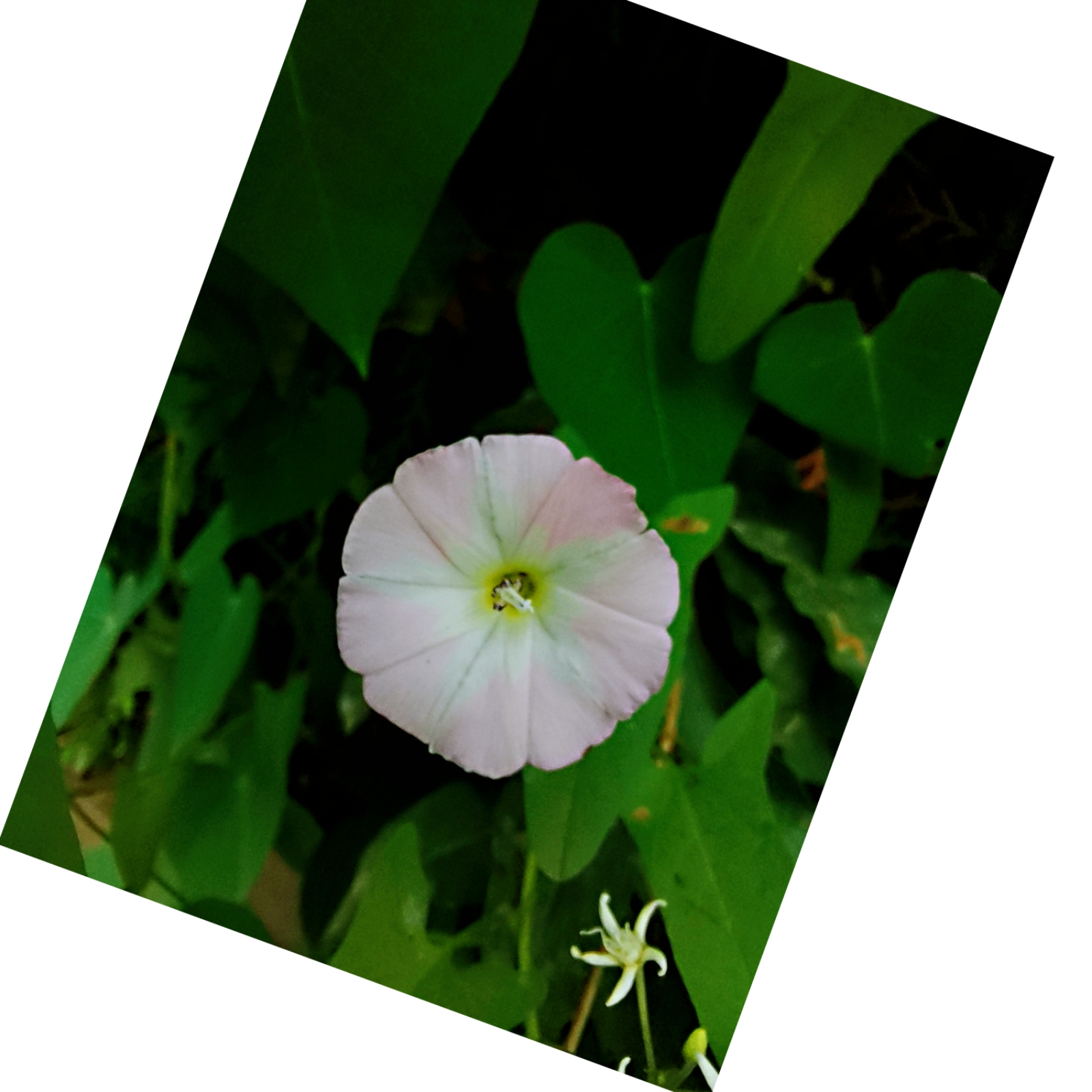 【首发】打碗花