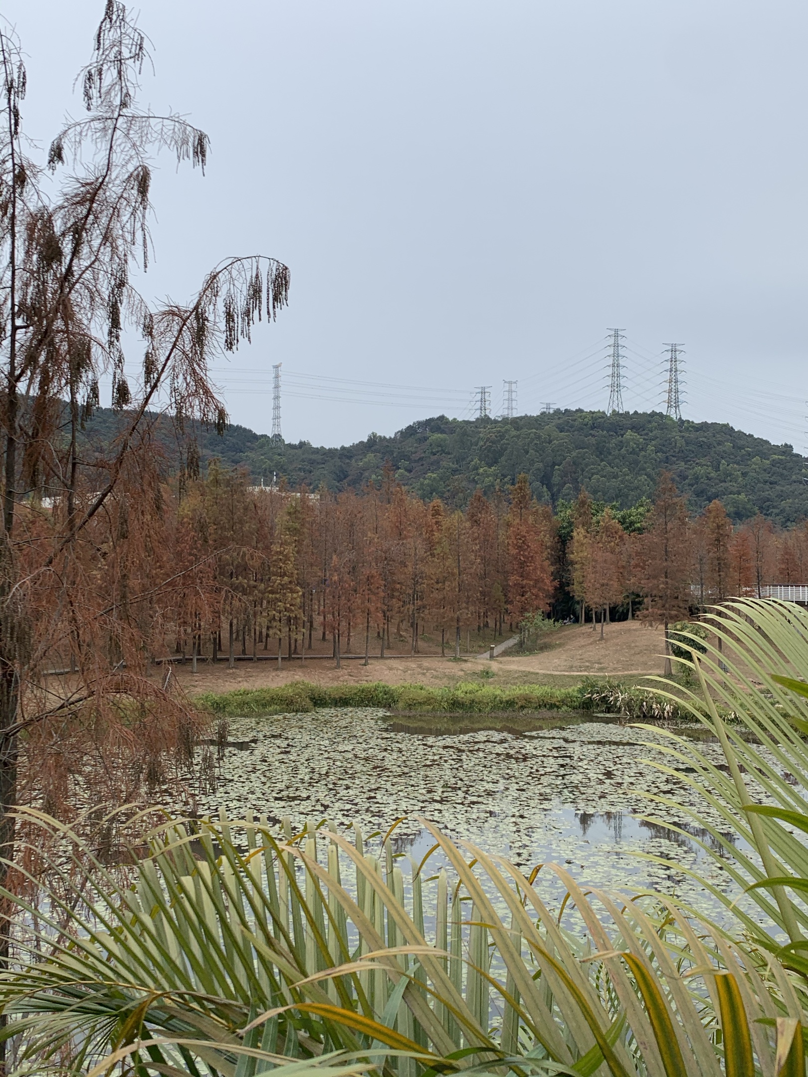 广州黄埔区大观湿地公园