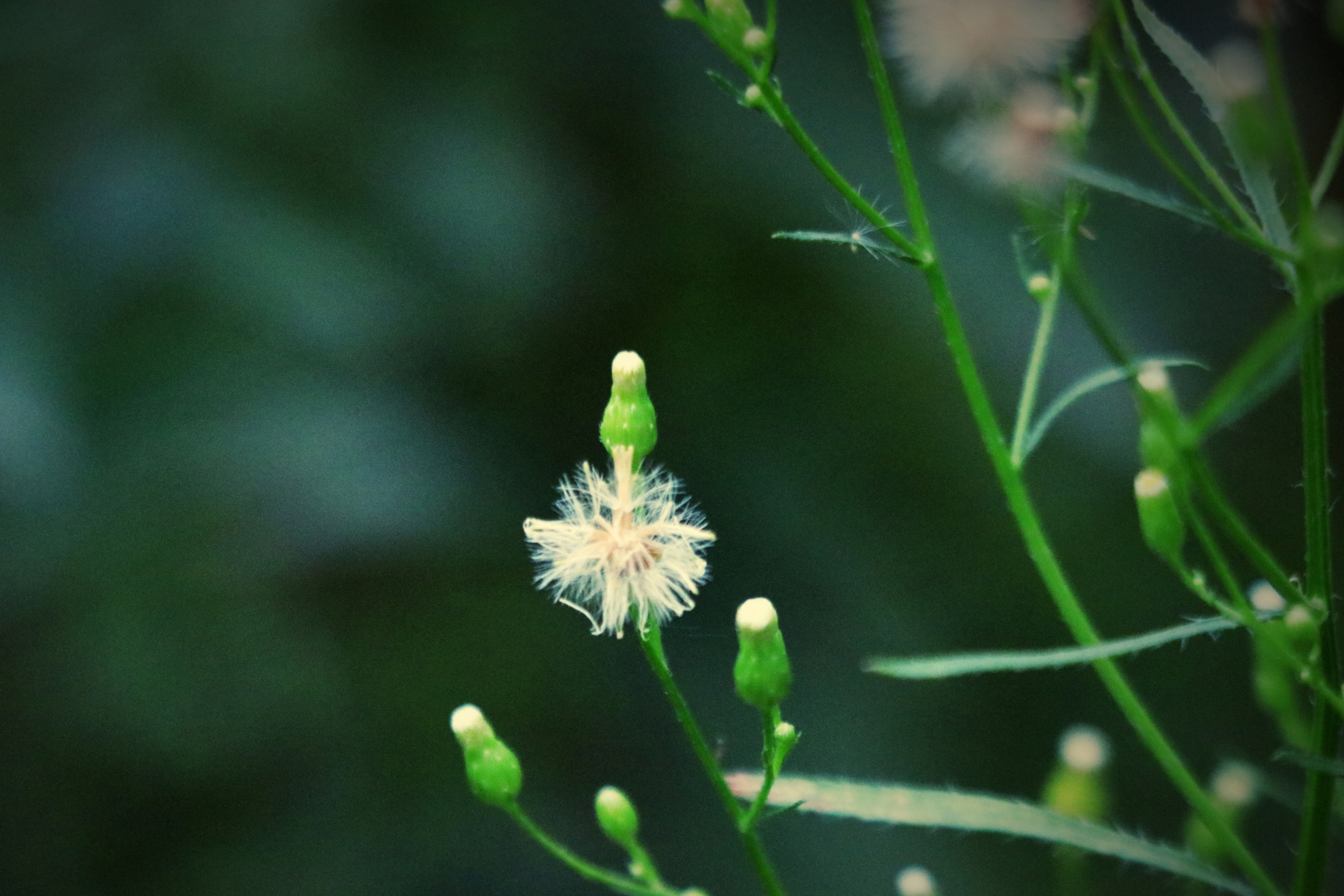 小蓬草【首发】