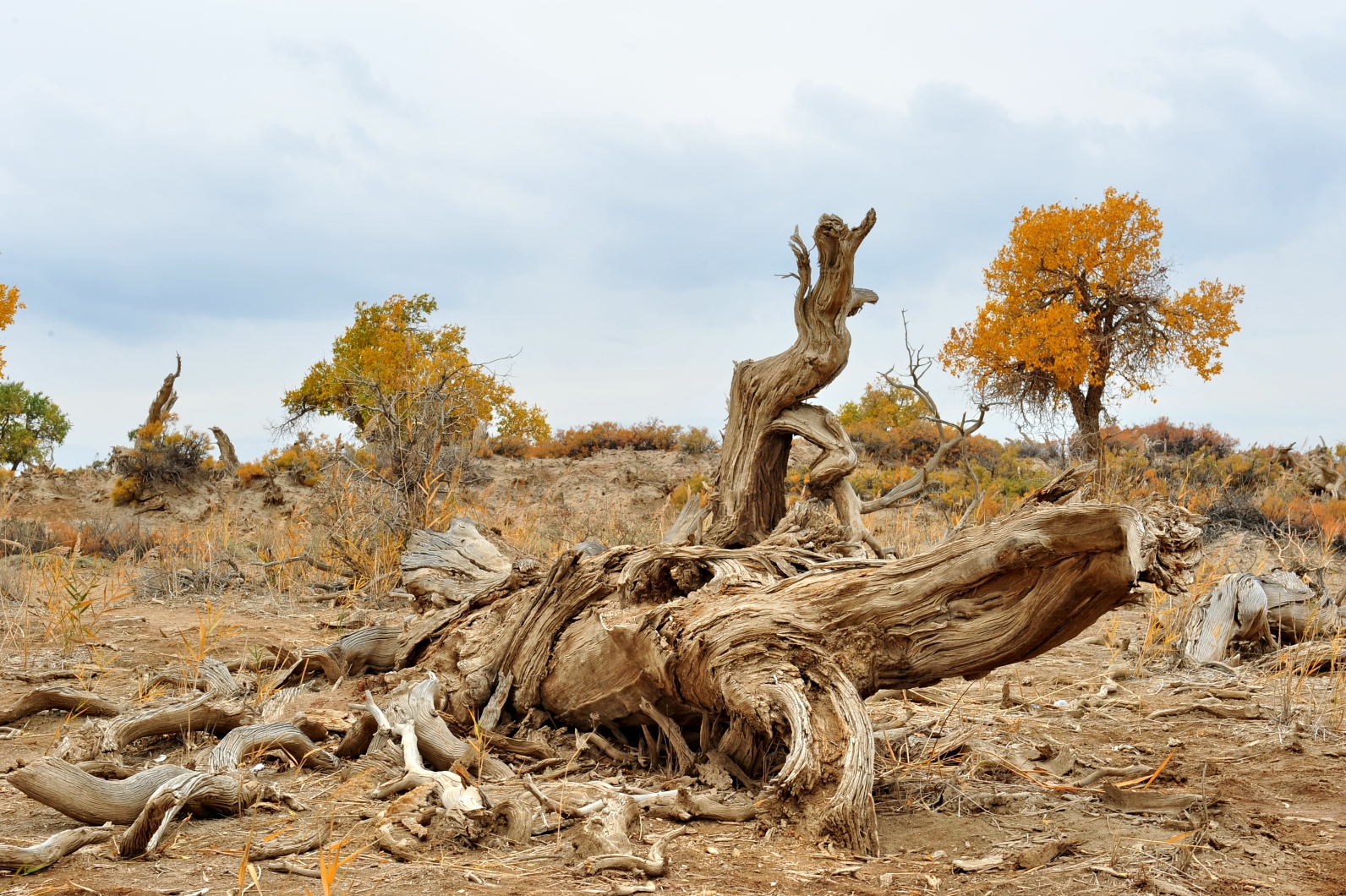大漠深处的胡杨