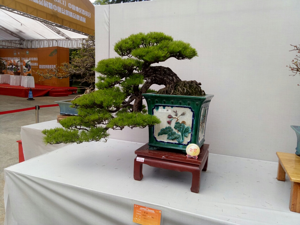 2019年国际盆景展览会昆明