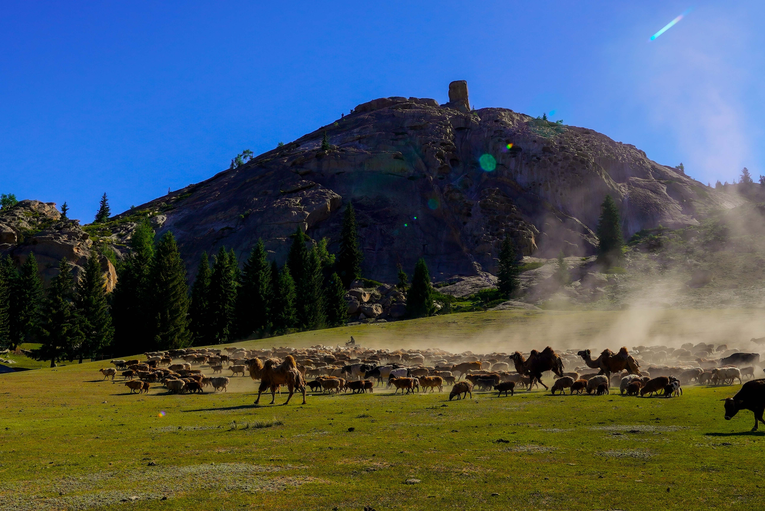 可可托海牧羊群