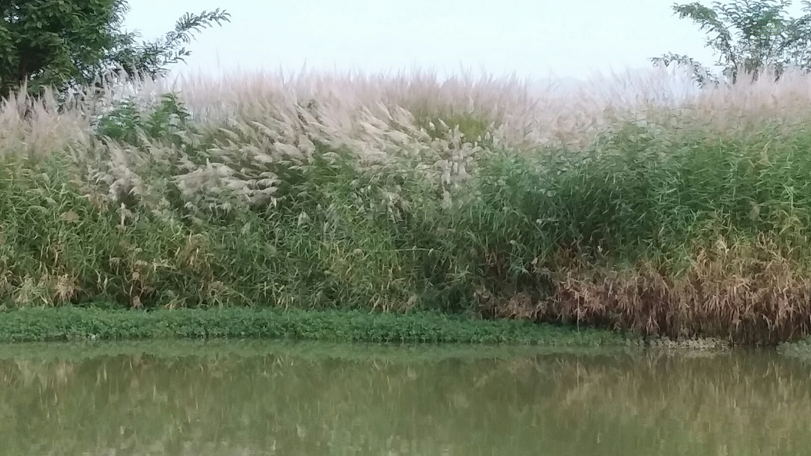 秋游芦苇荡汉中好风光