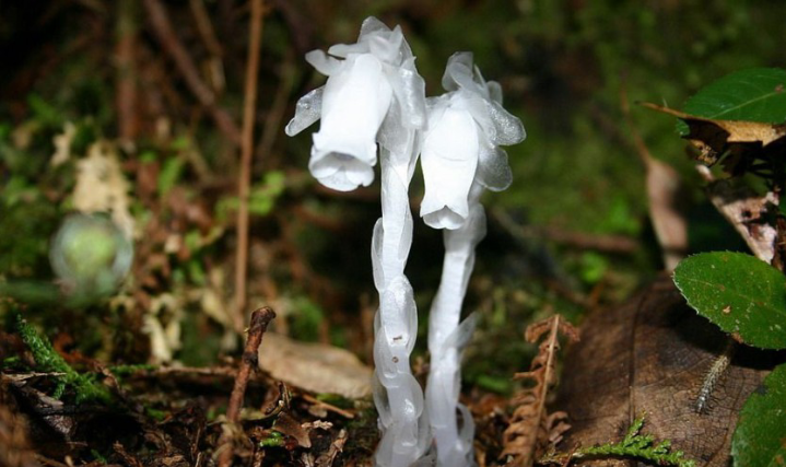 【首发】死亡之花~水晶兰