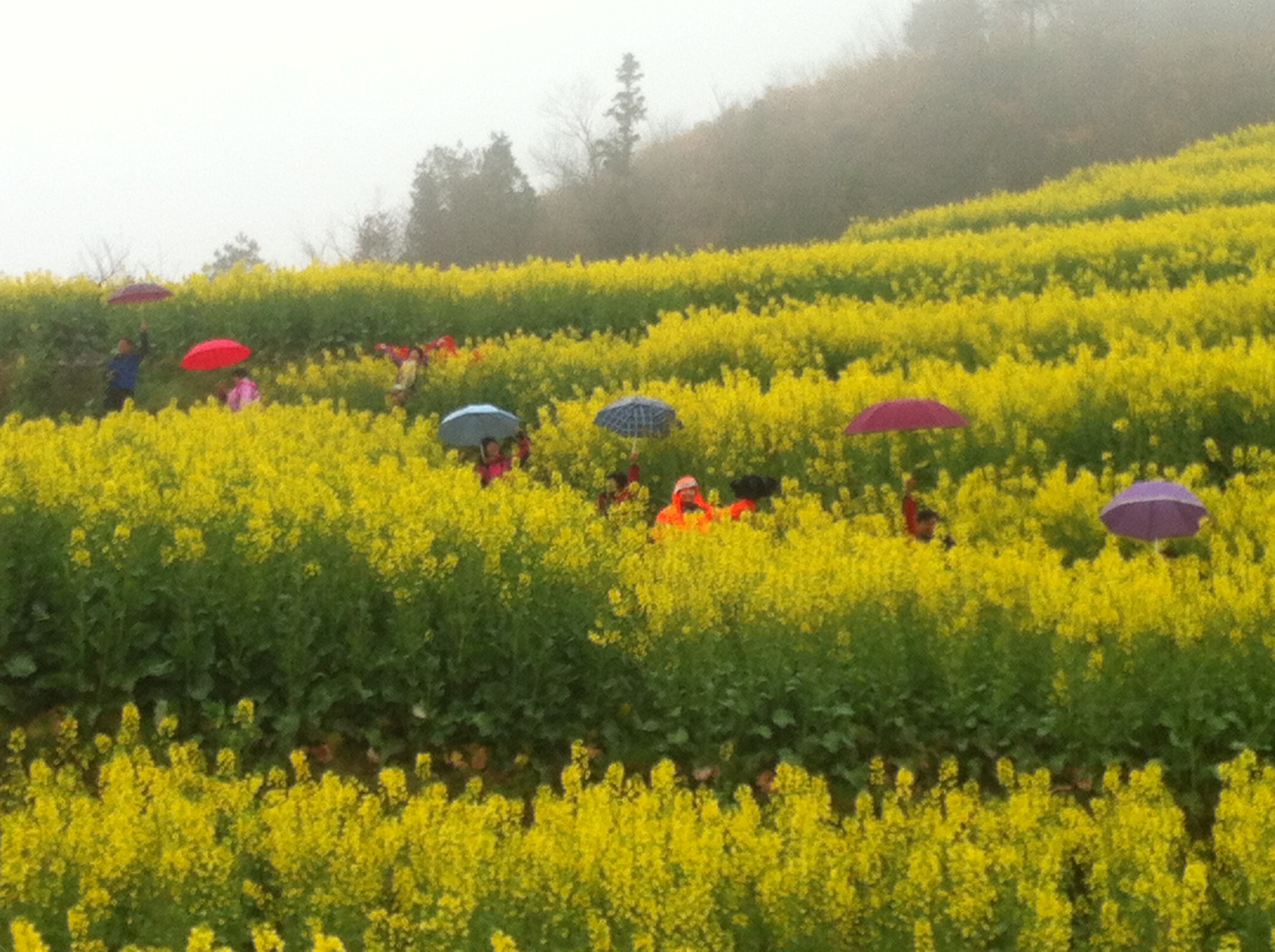 开化台回山的18万亩油菜花开正当时,呈现出满山遍野的"黄金花海.