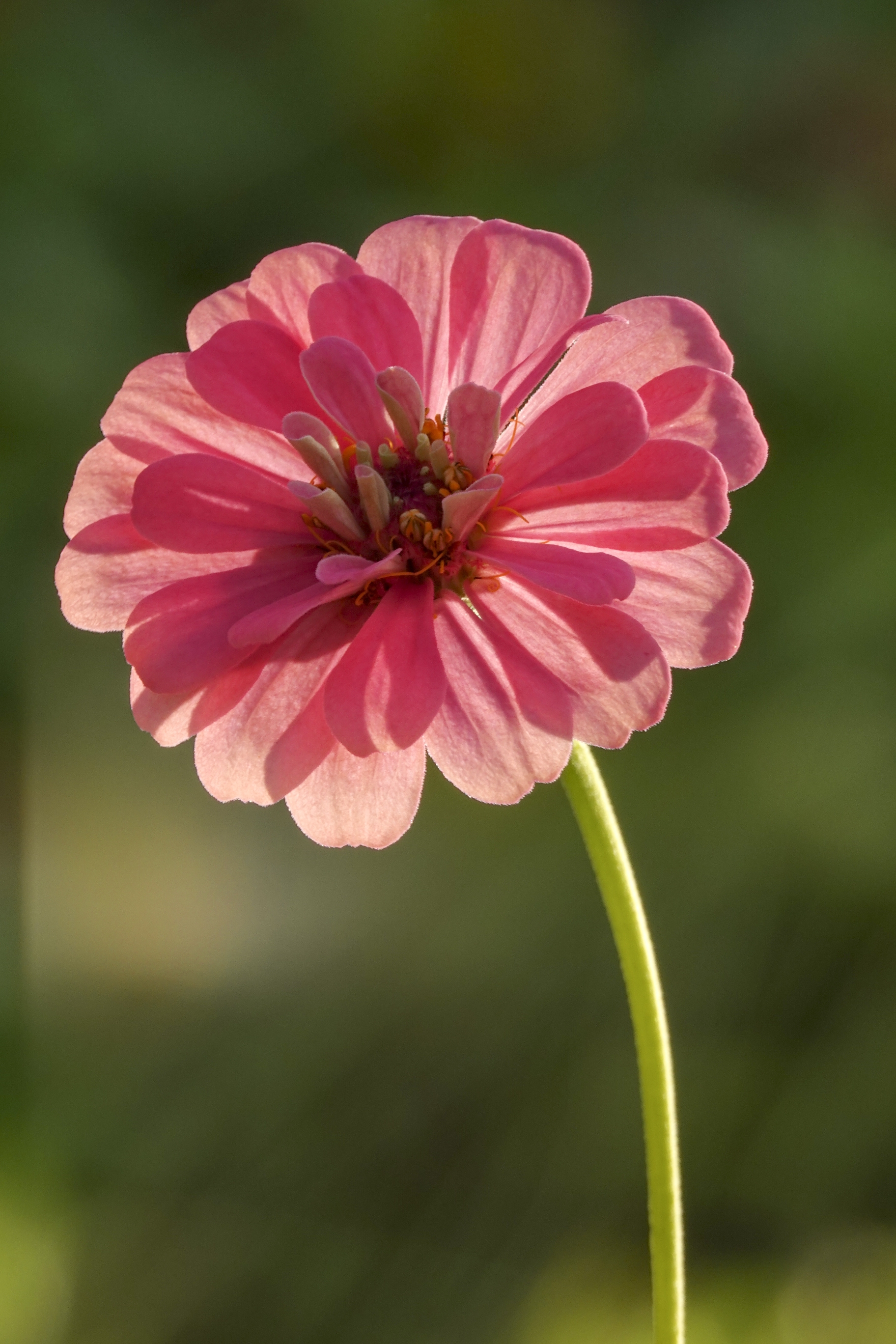 【首发】百日菊(11)