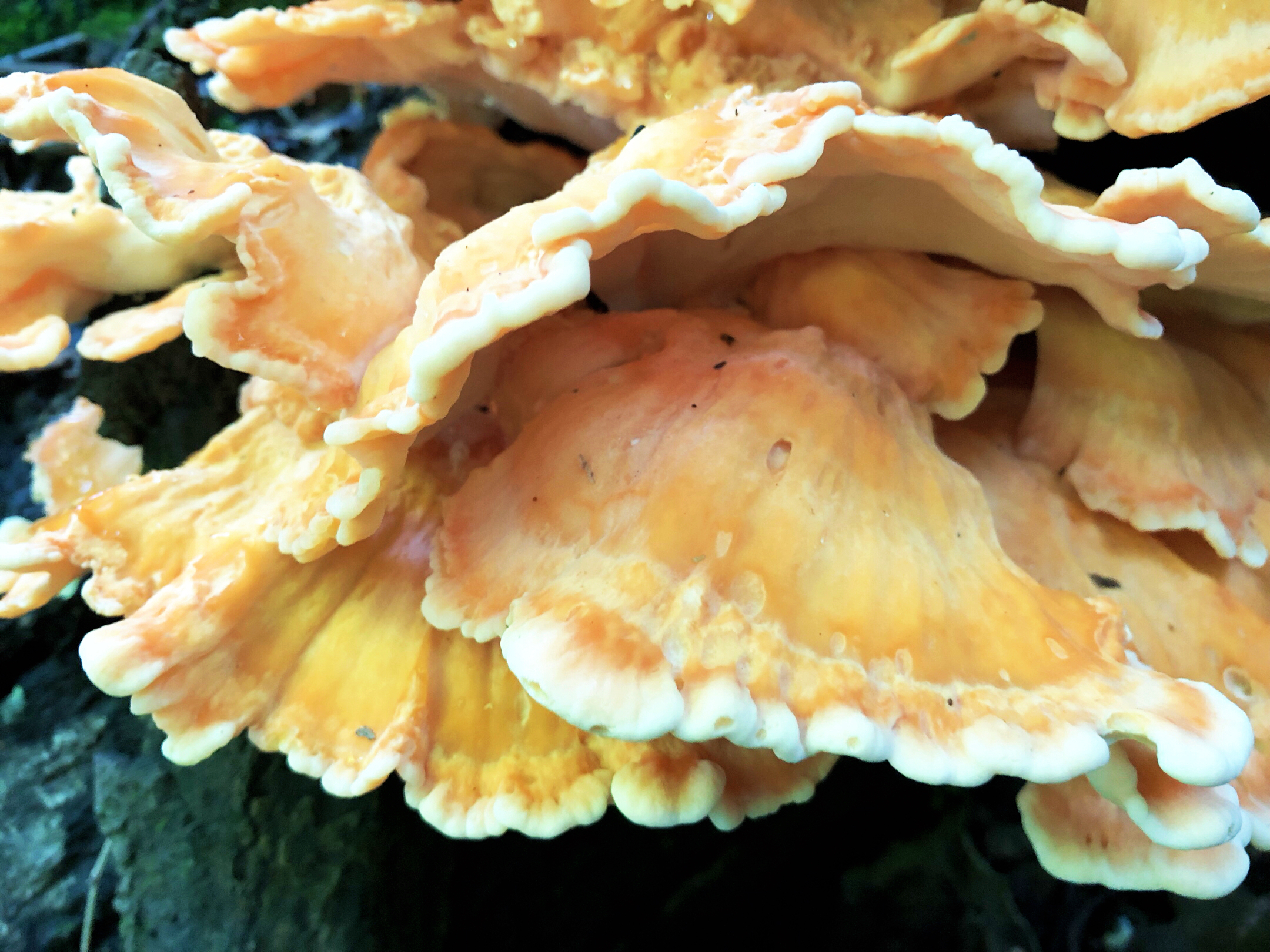 山野风一一树鸡蘑