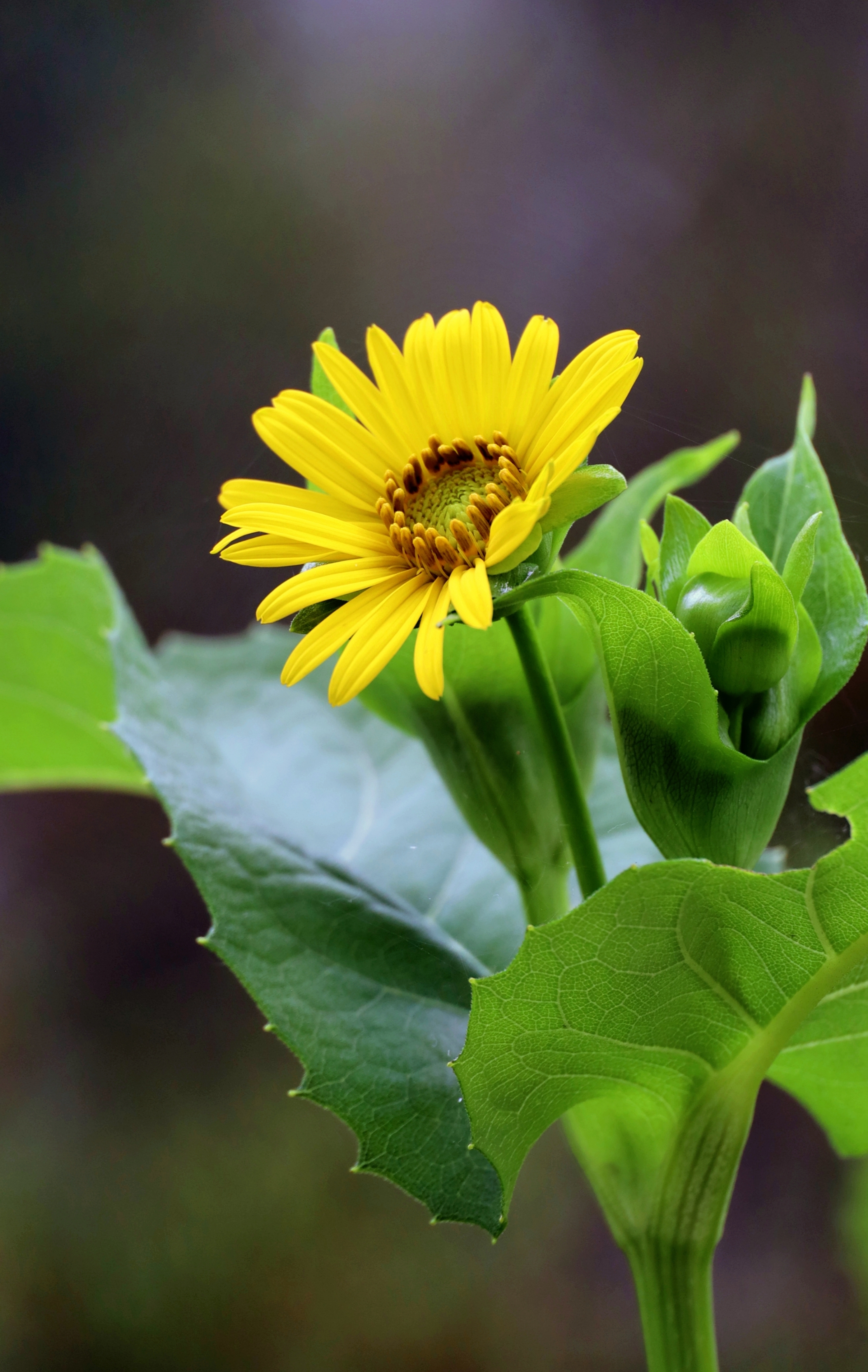 【首发】串叶松香草(续1)