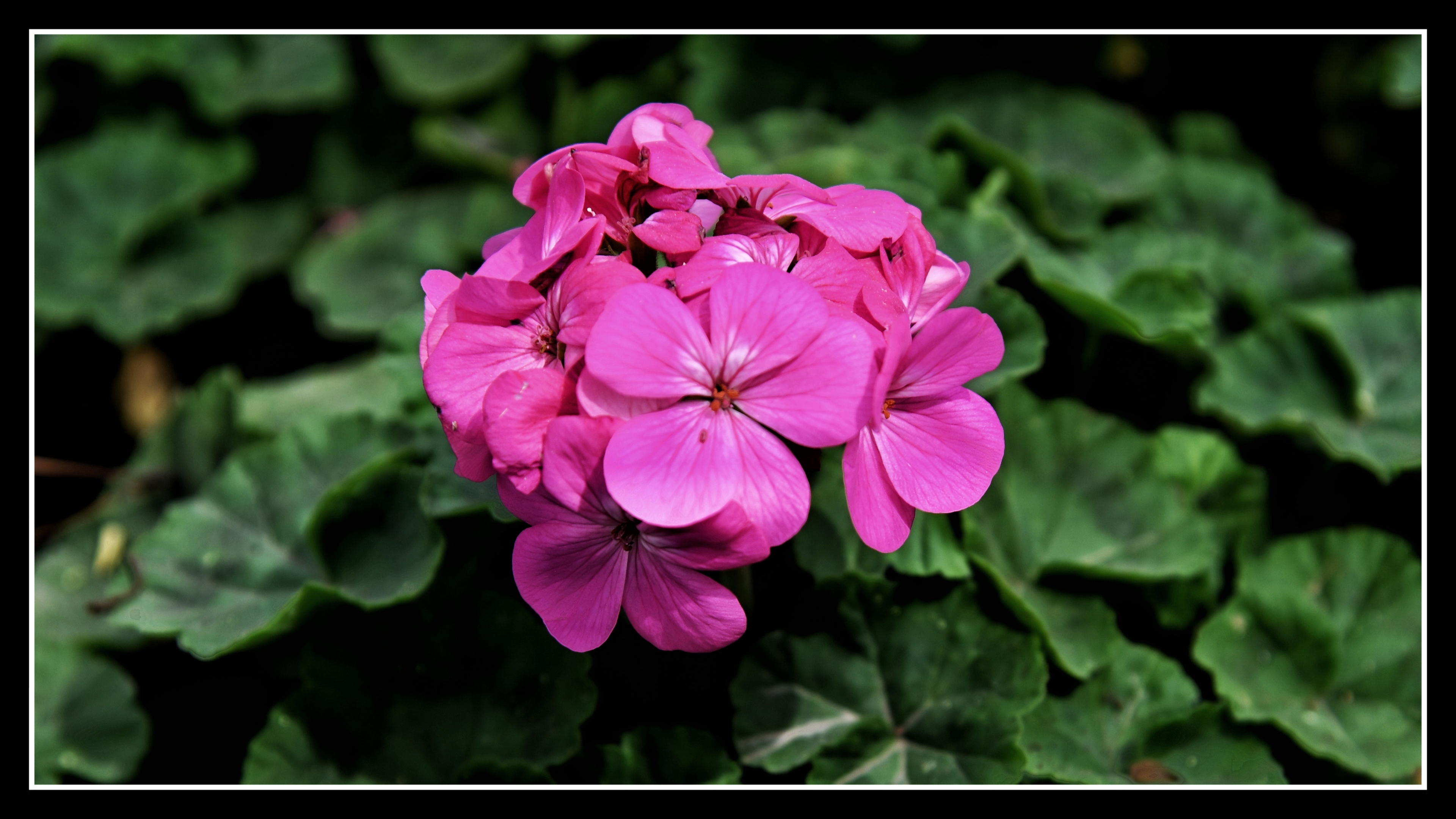 天竺葵(洋绣球)《首发》