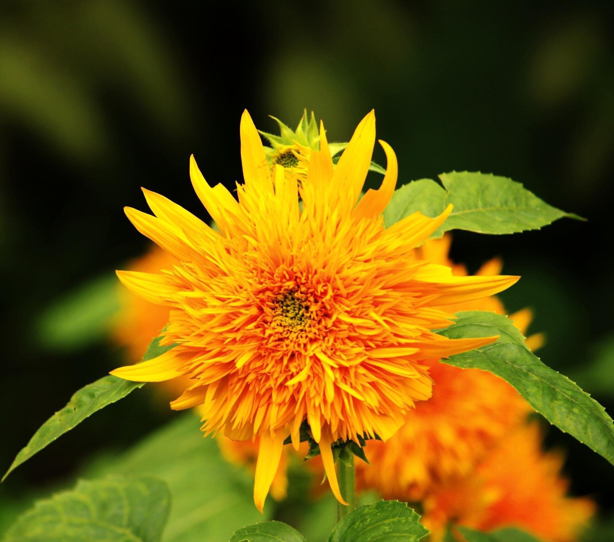 【首发】千瓣葵