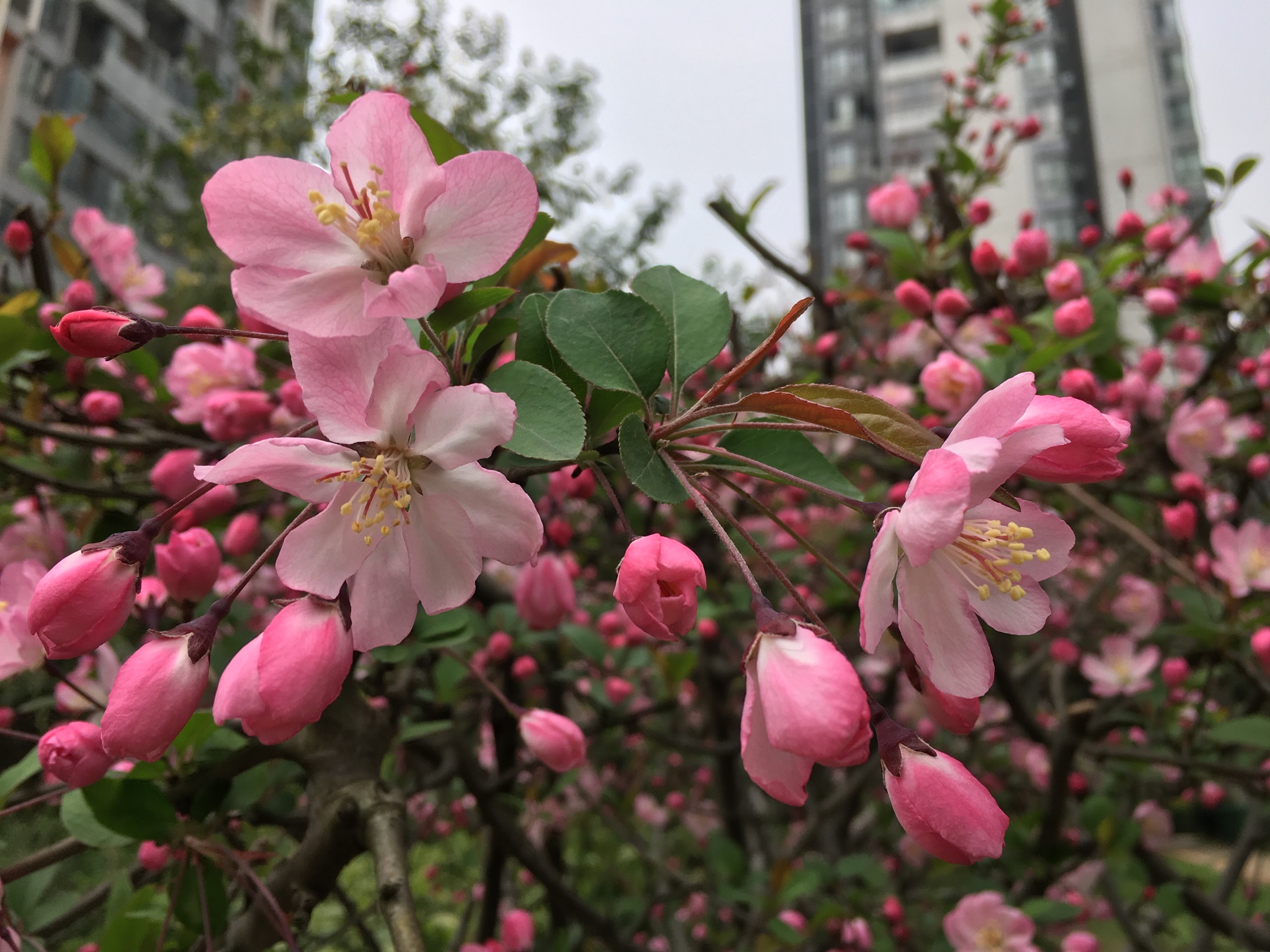 清明節祭詩詞專輯蘭亭佳苑總第九十集下