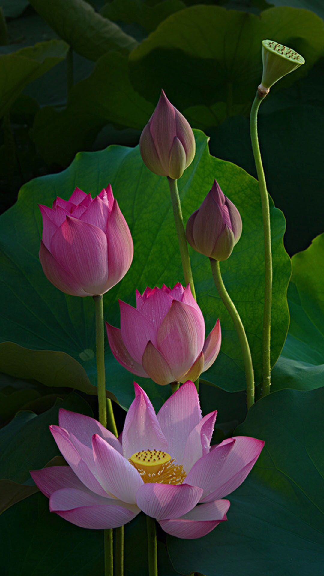 仲夏时节荷花盛开