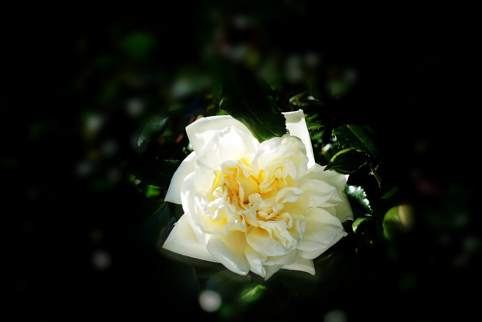 白月季 花中皇后白玉妆,冷艳冰清压群芳.