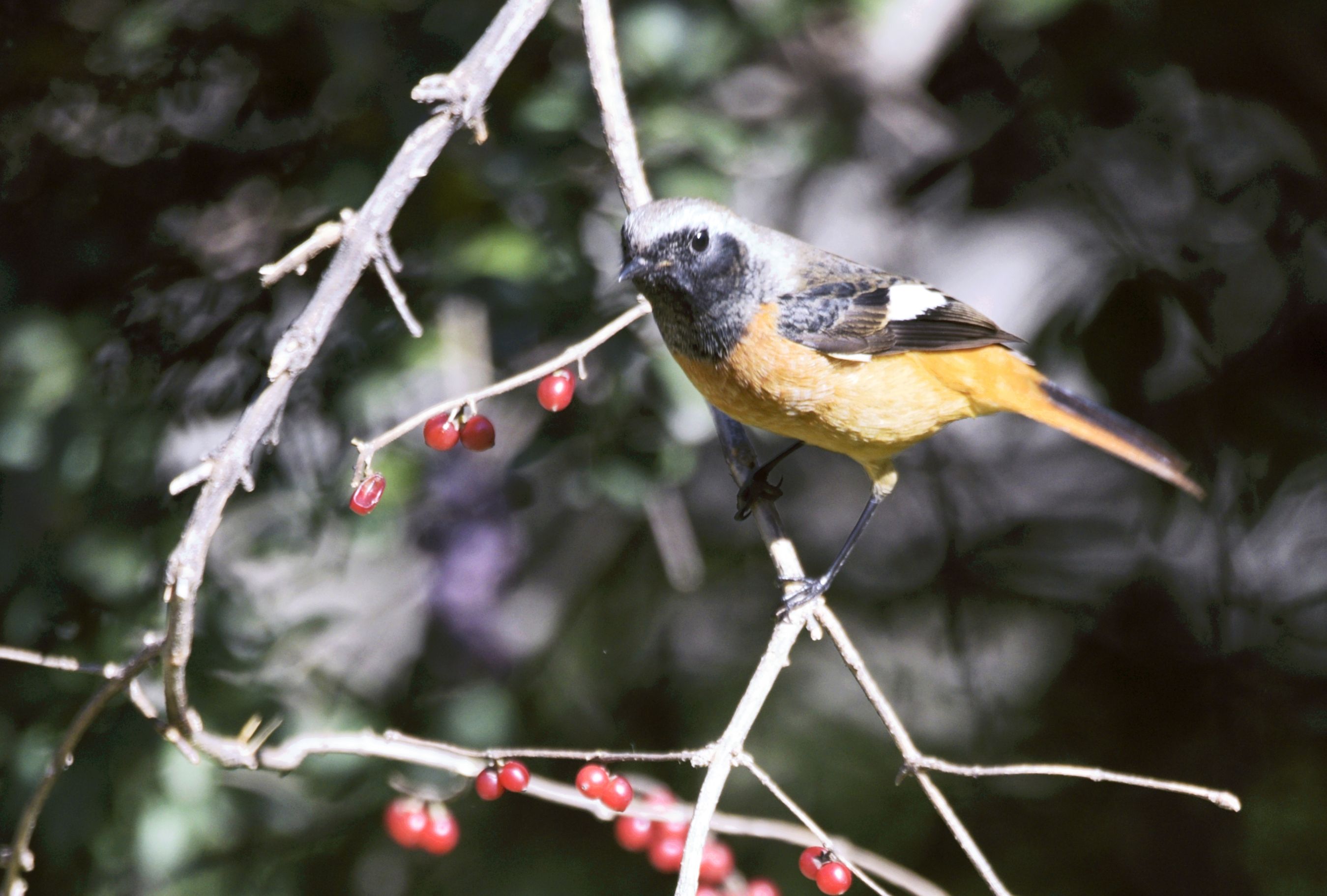 天坛拍的"北红尾鸲"