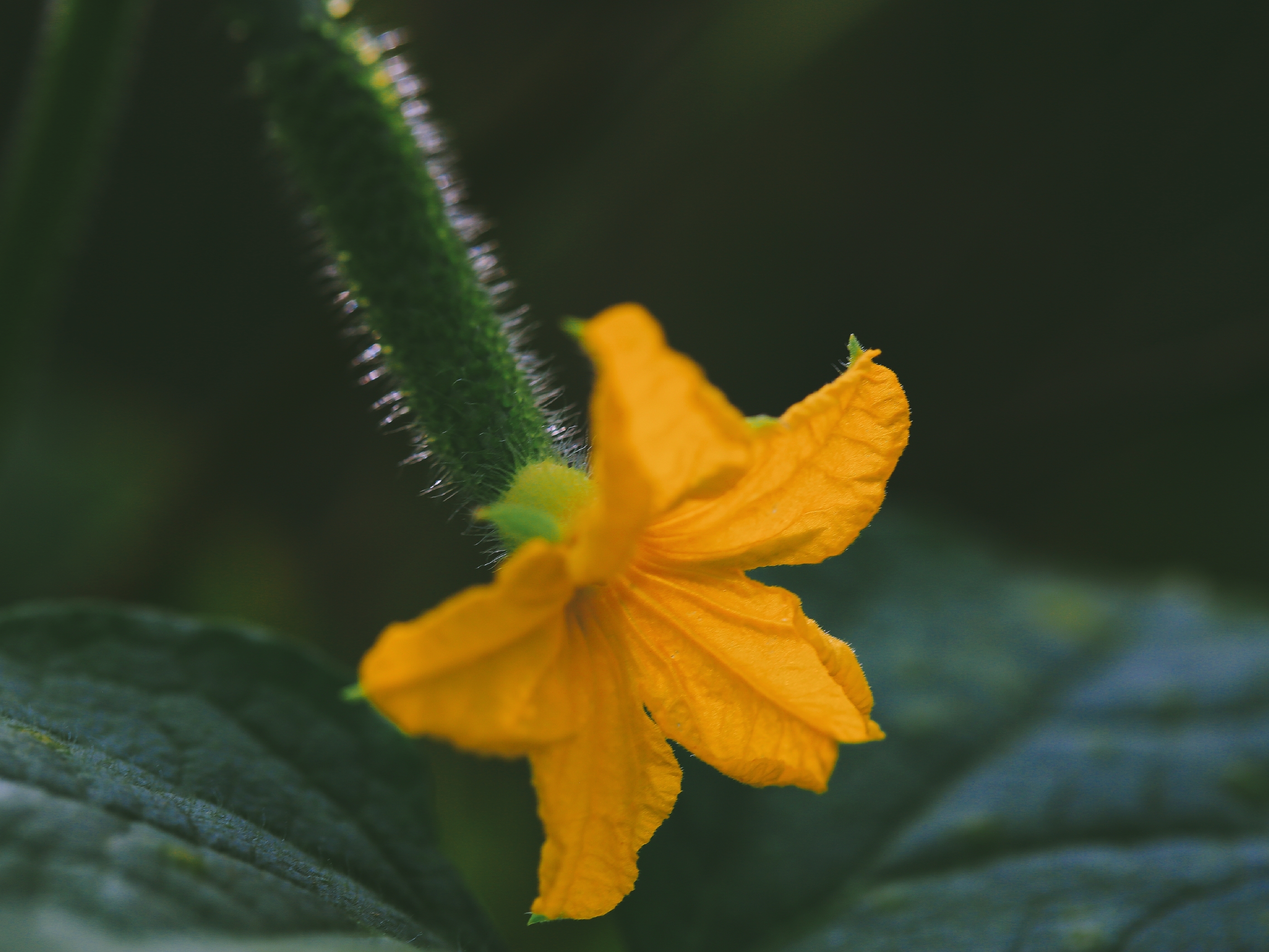 【首发】娇小别致的花 ——黄瓜花