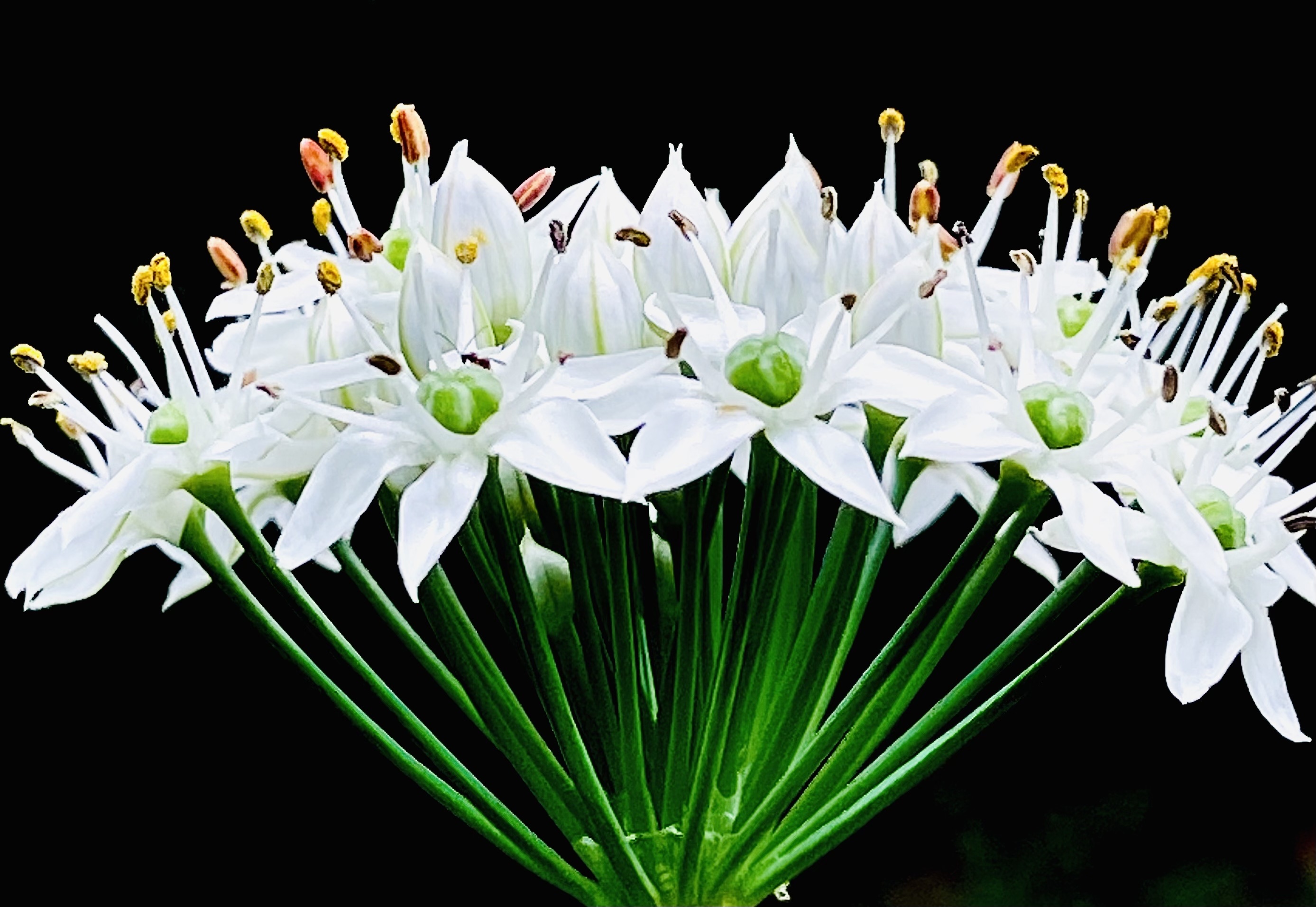 【首发】韭菜花开