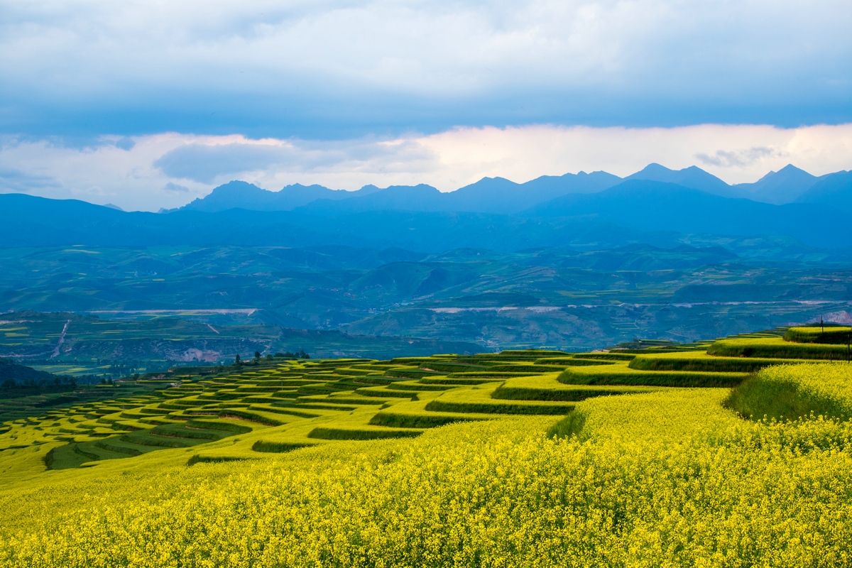 青海大通县逊让乡的油菜花