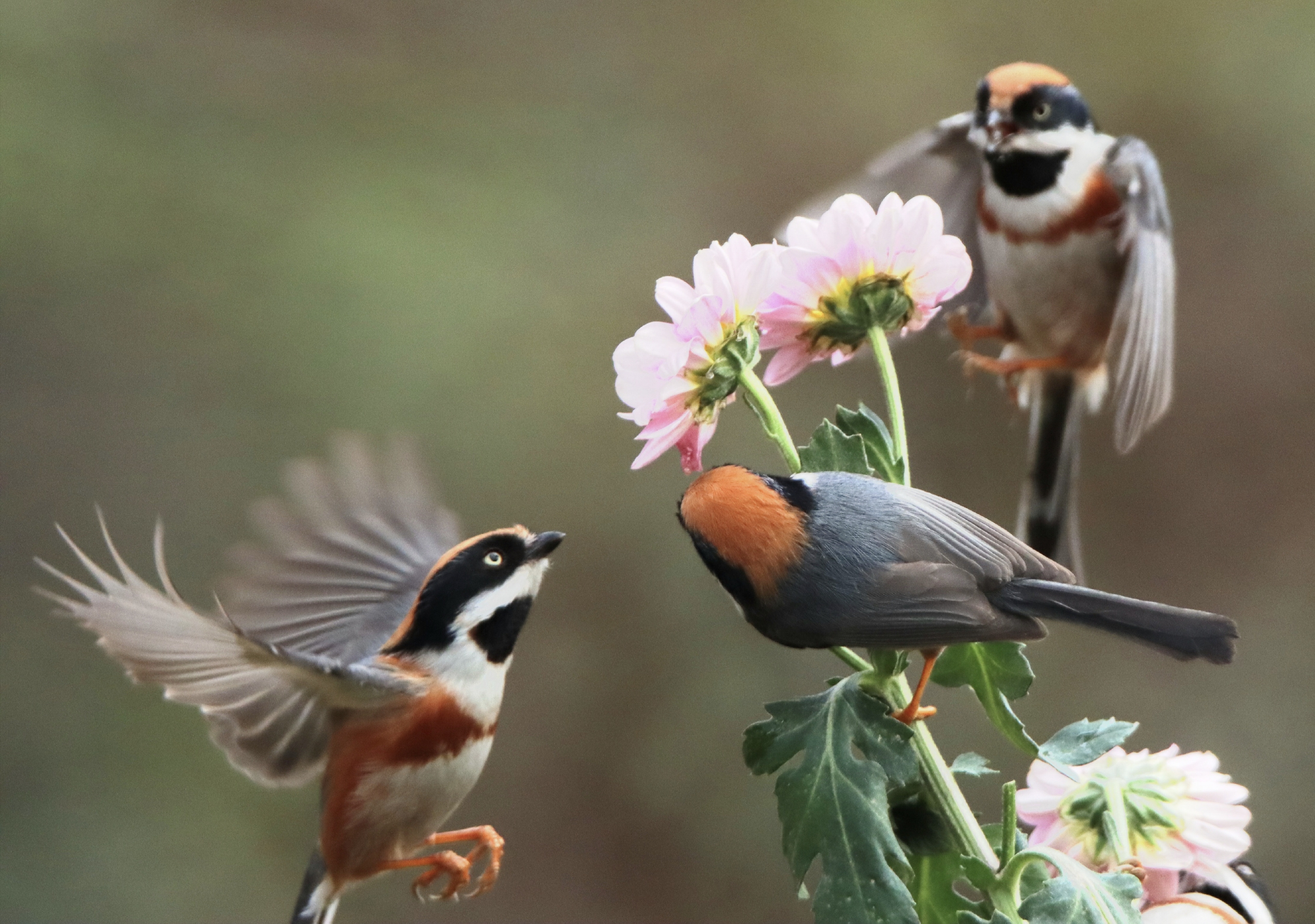 vv平台【文声汇影 】 微信 1～5 群,花鸟摄影作品精选合辑