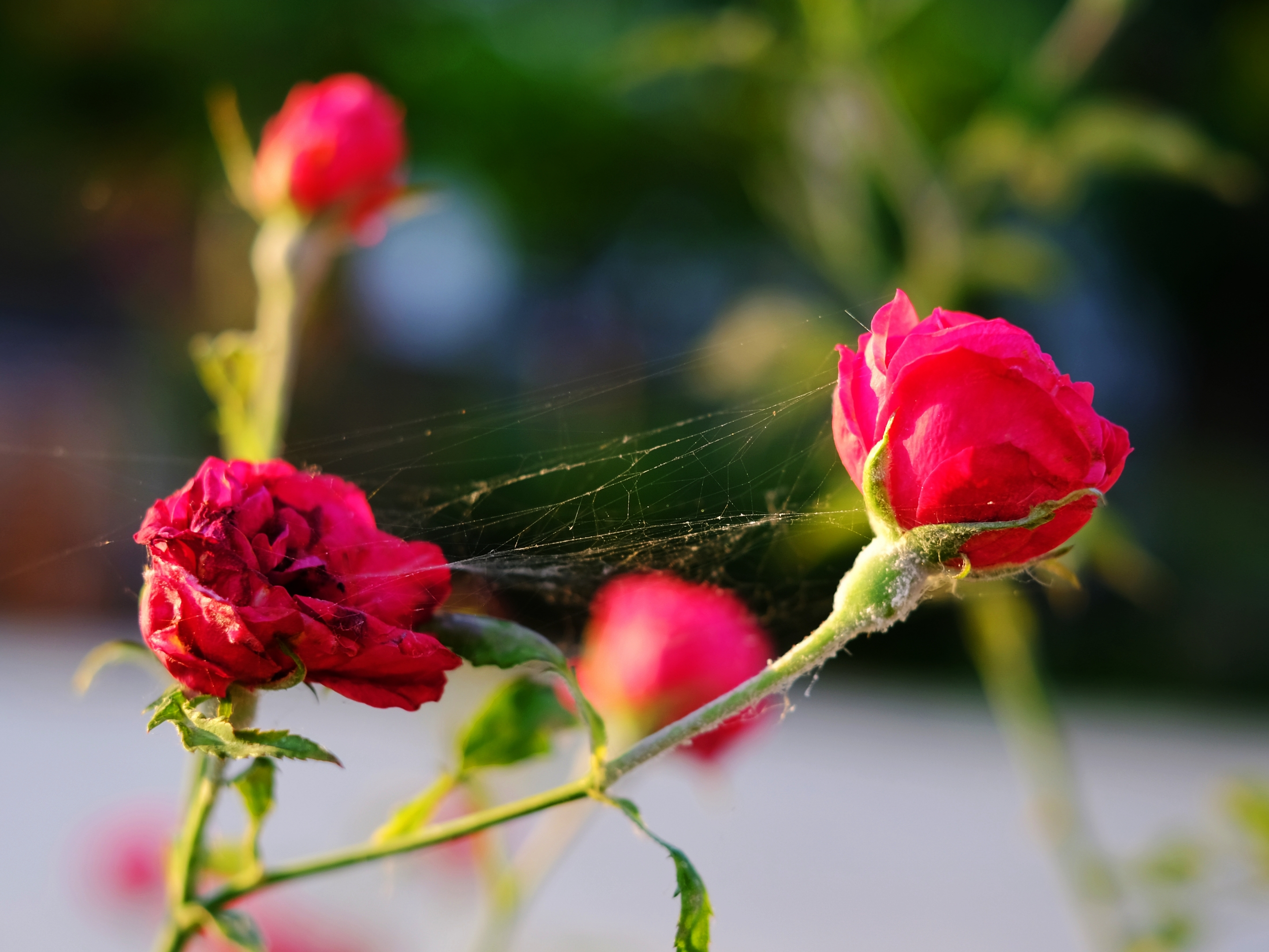 红艳艳的蔷薇花