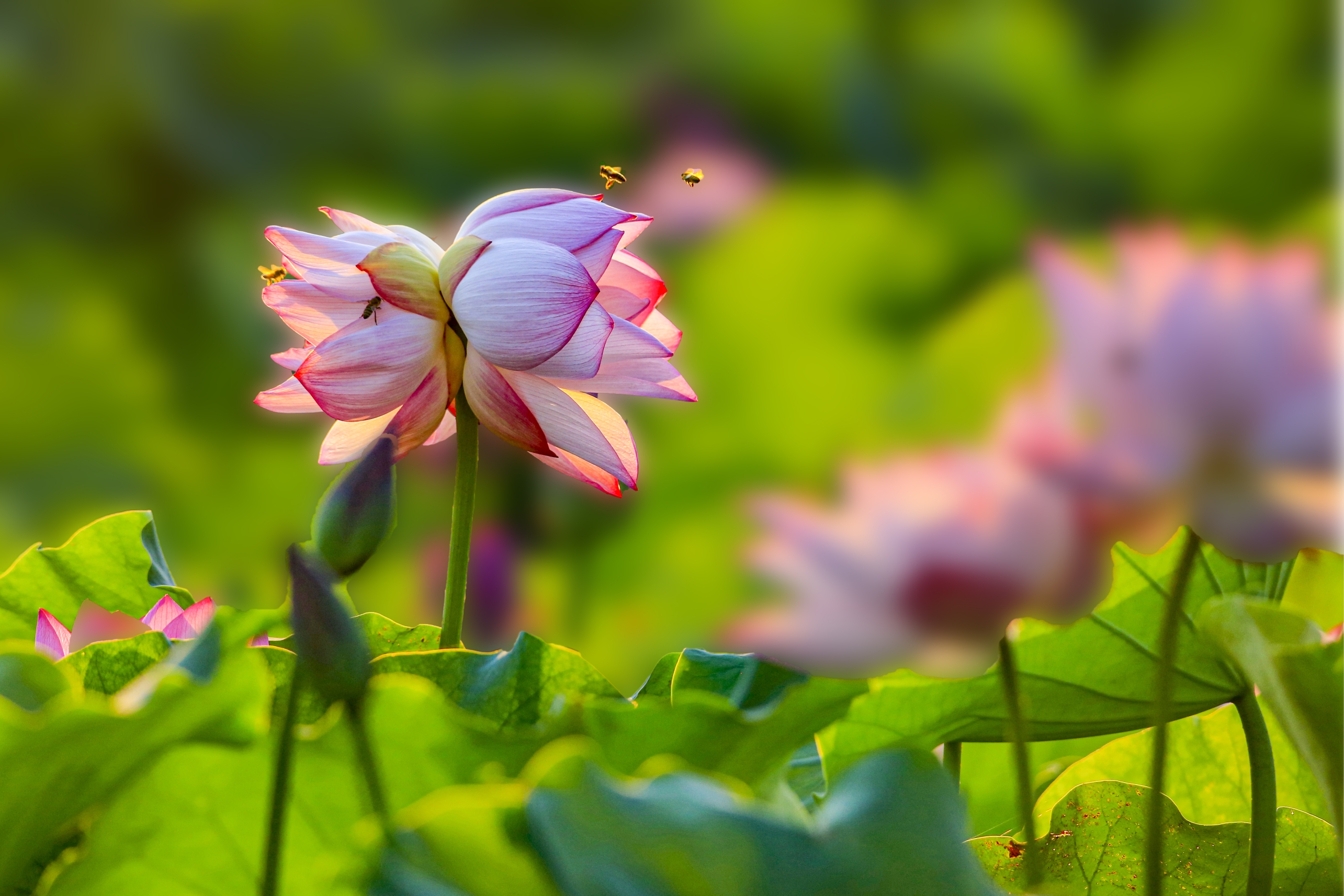 又見並蒂蓮 花開太陽渡