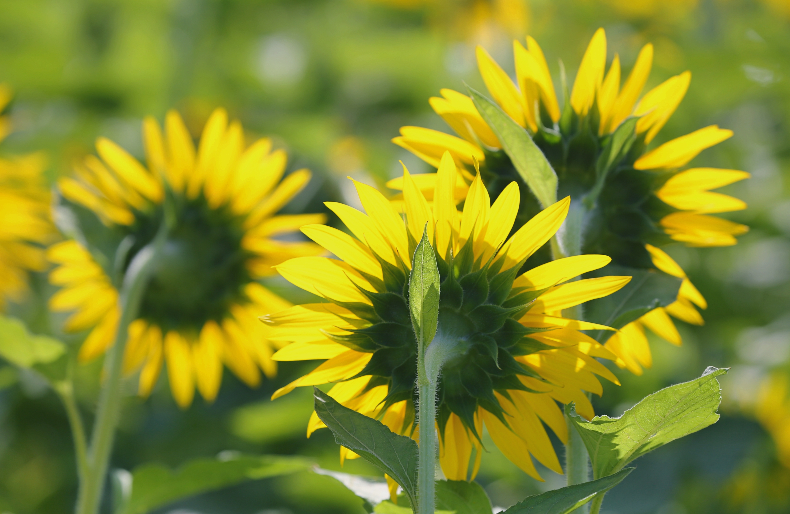 《柔光下之向日葵花》