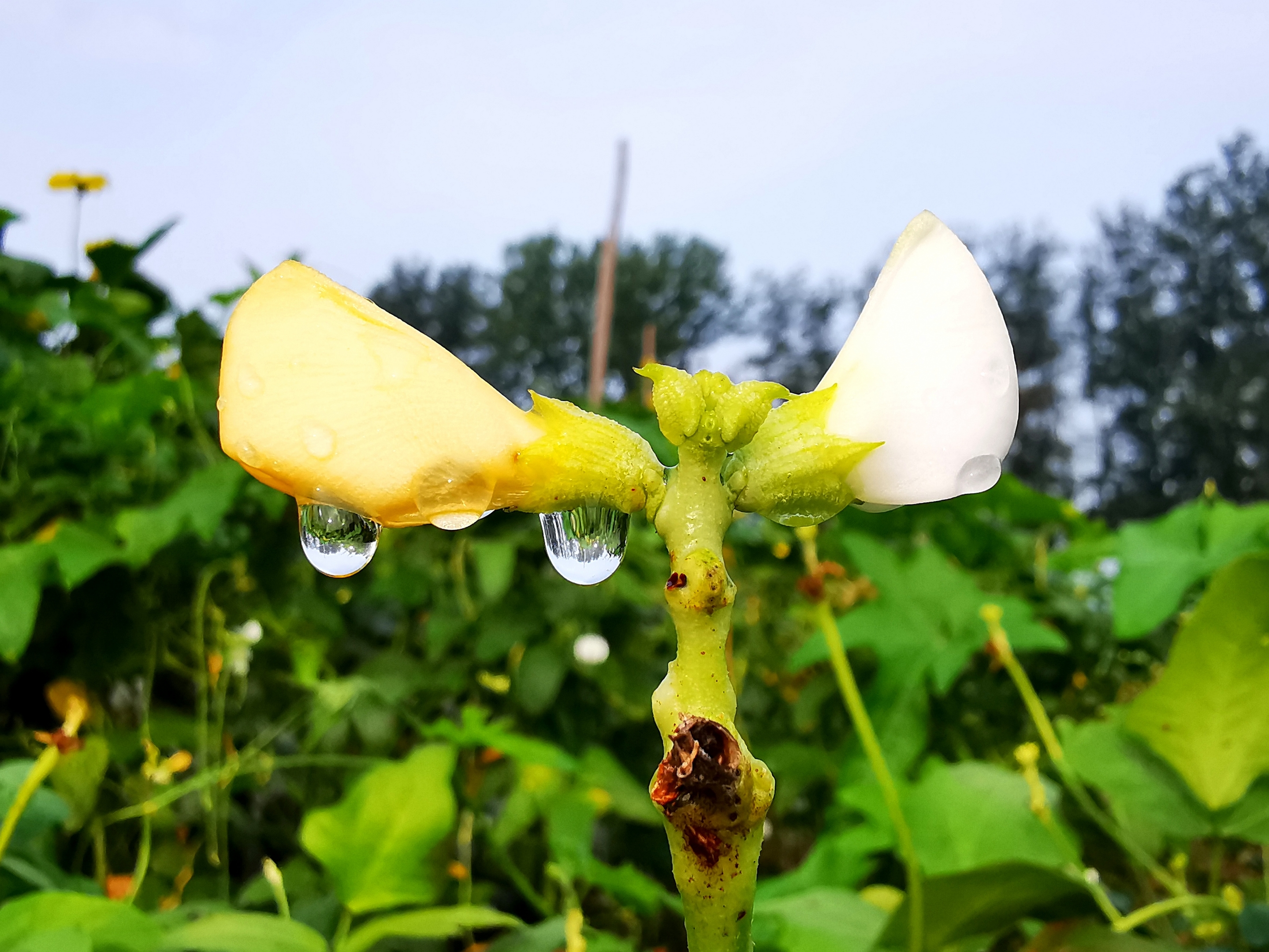 雨后的小菜园