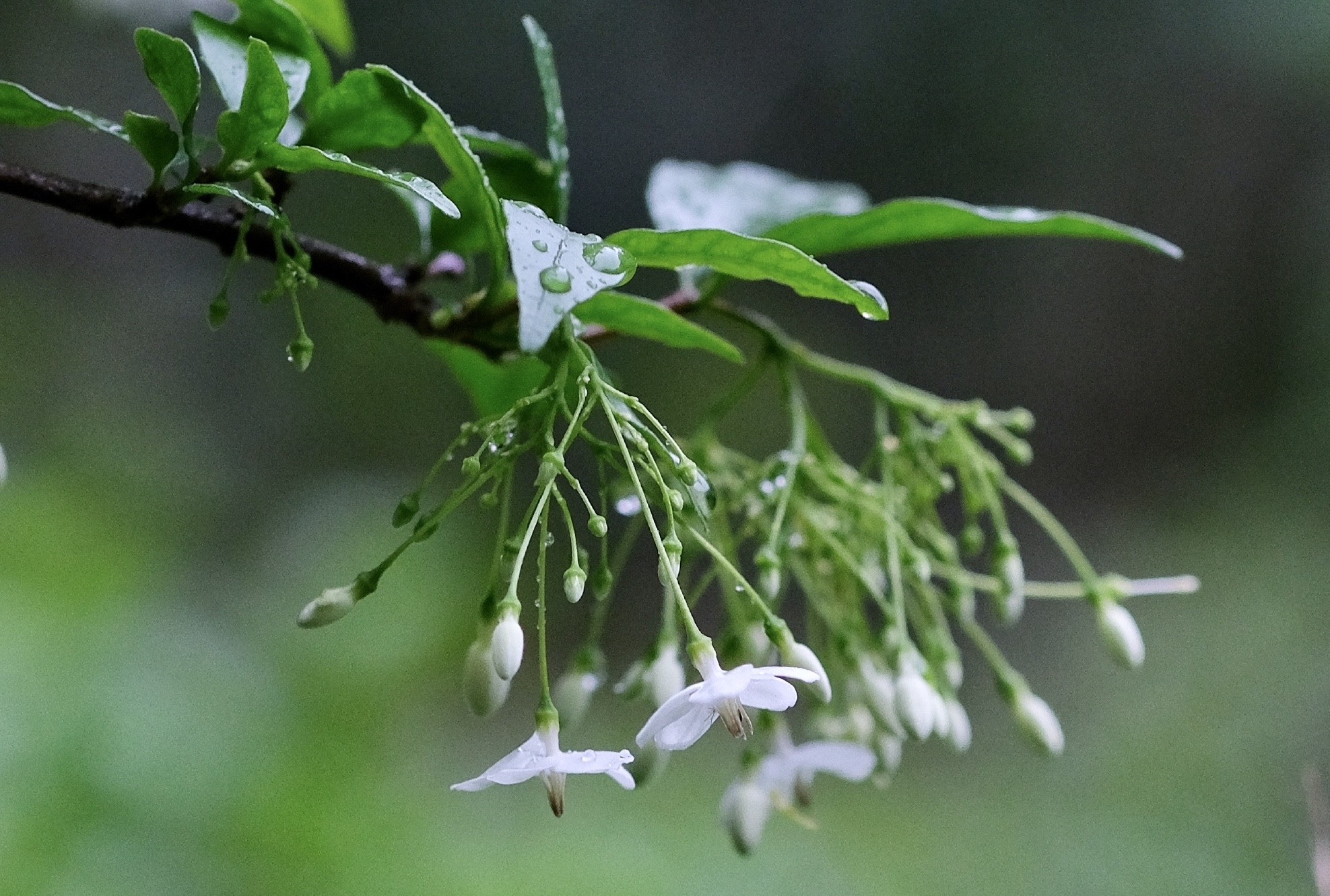 【首发】花城广州～水梅