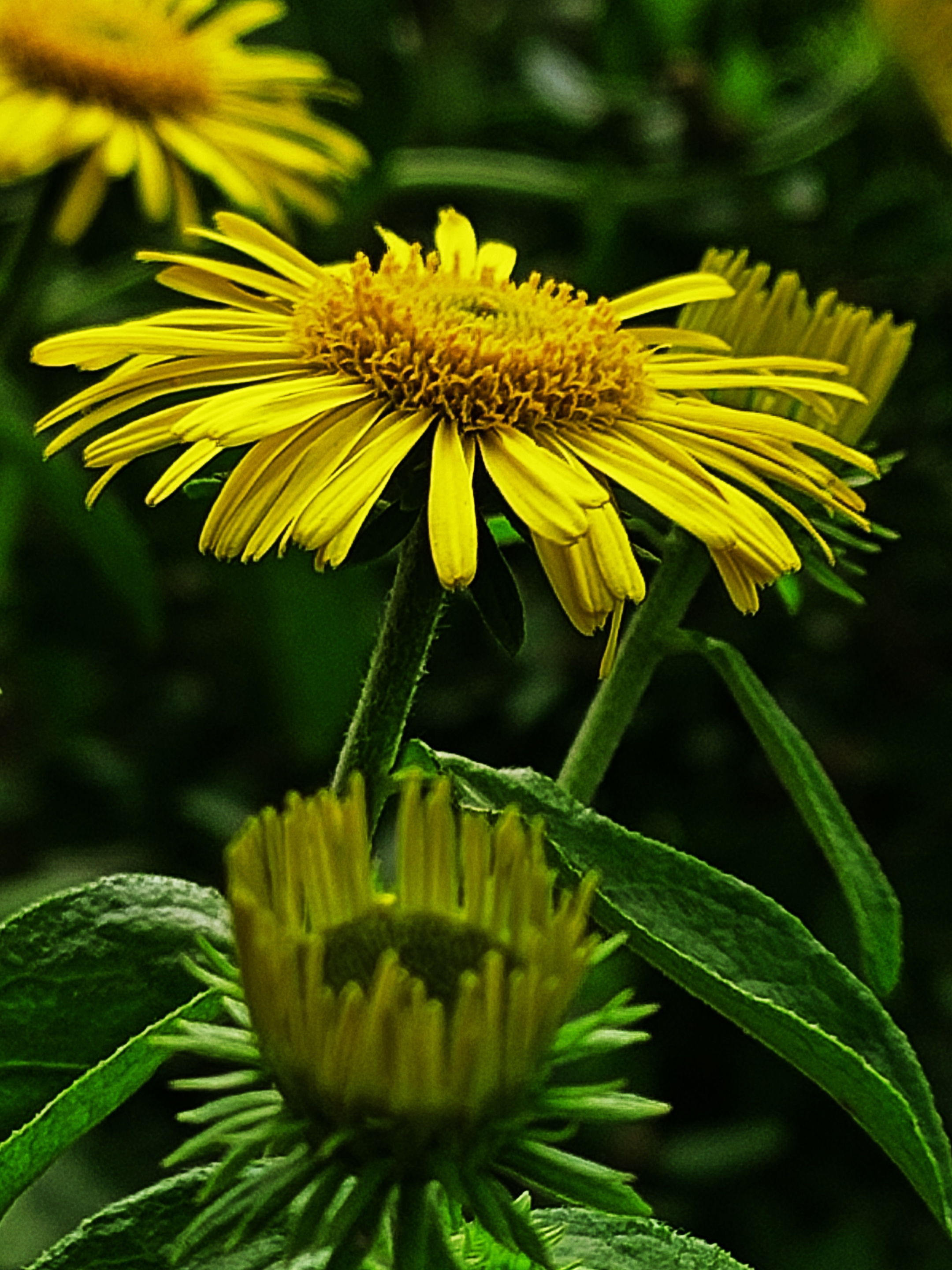 【首发】旋覆花