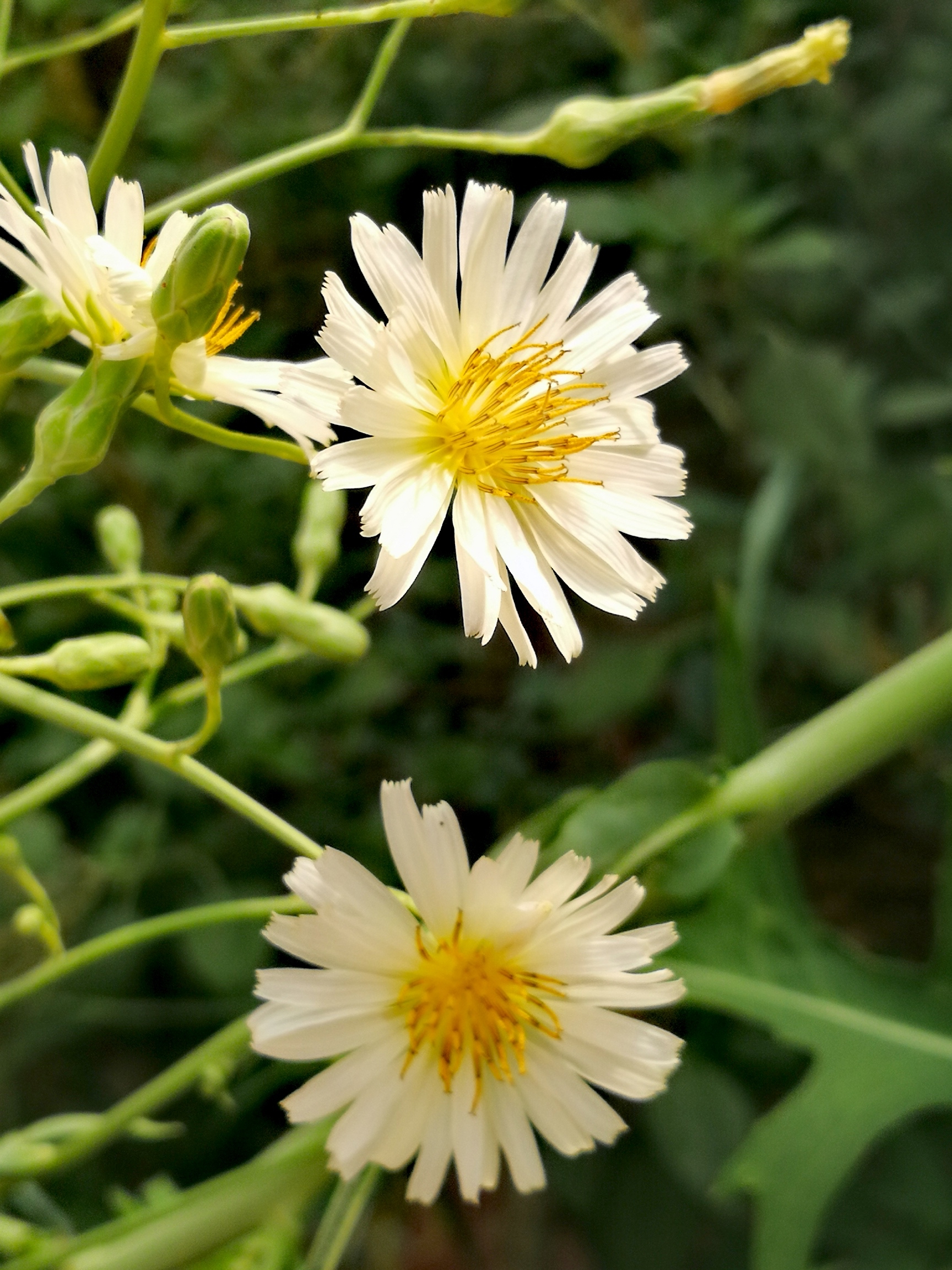 【原创首发】美丽翅果菊
