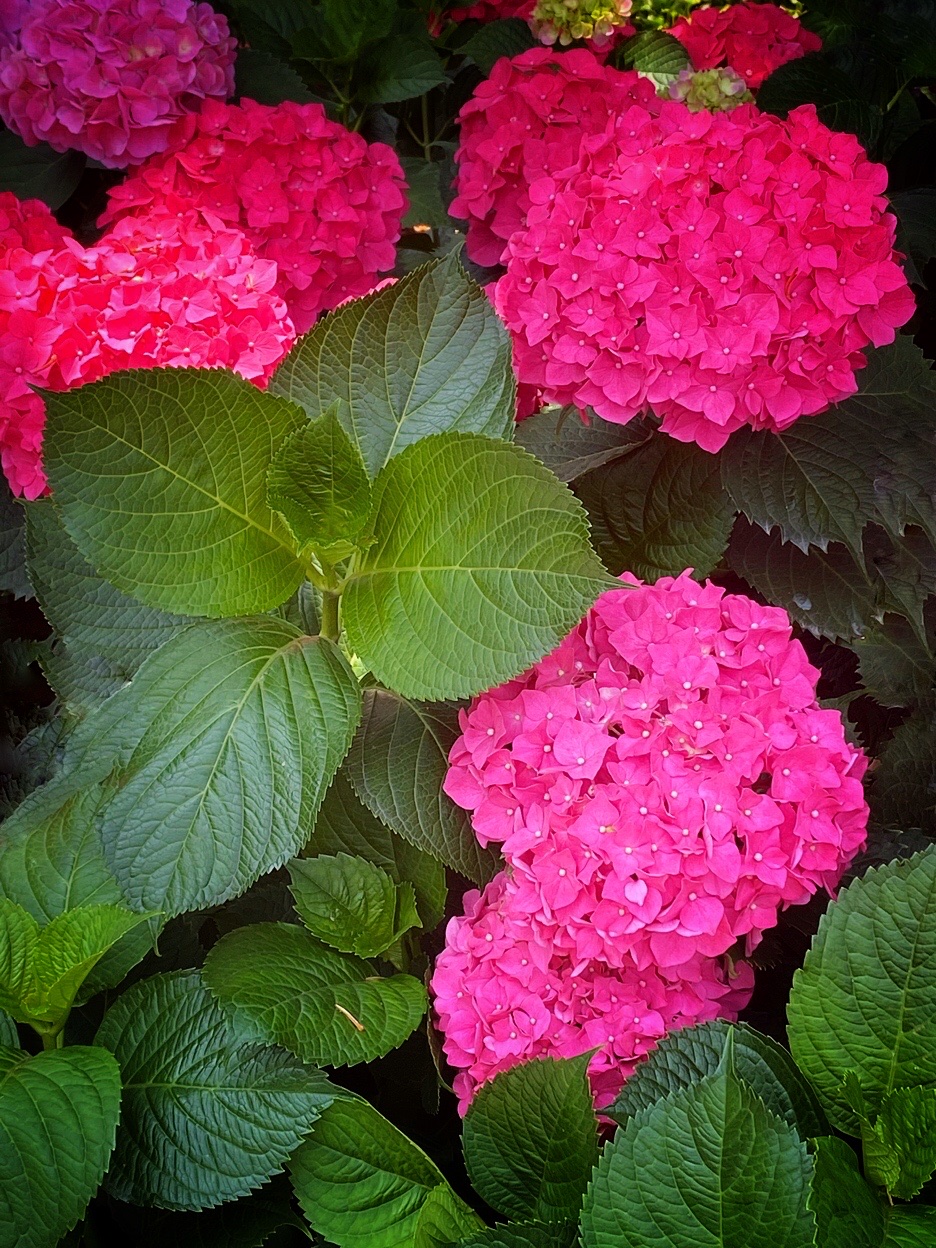 【首发】红绣球