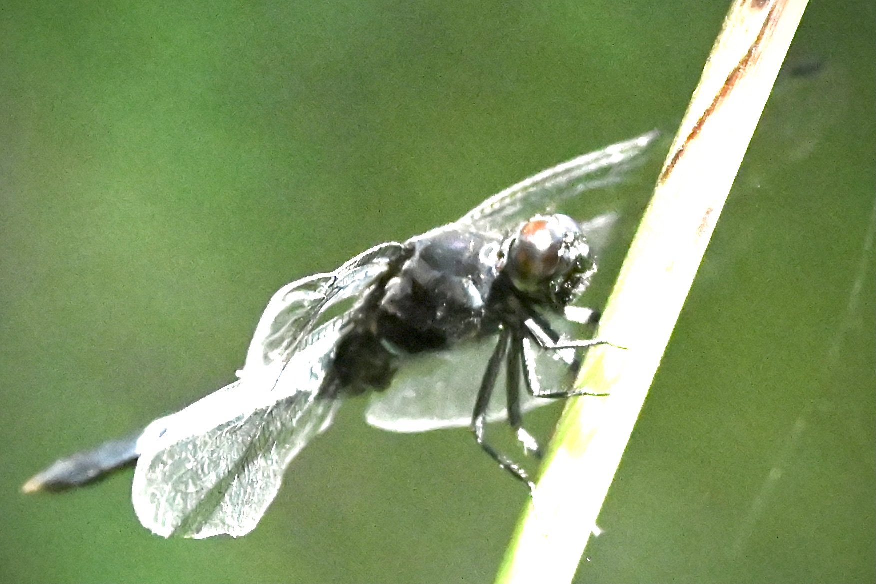 异色灰蜻～～～鼎脉蜻蜓〔首发