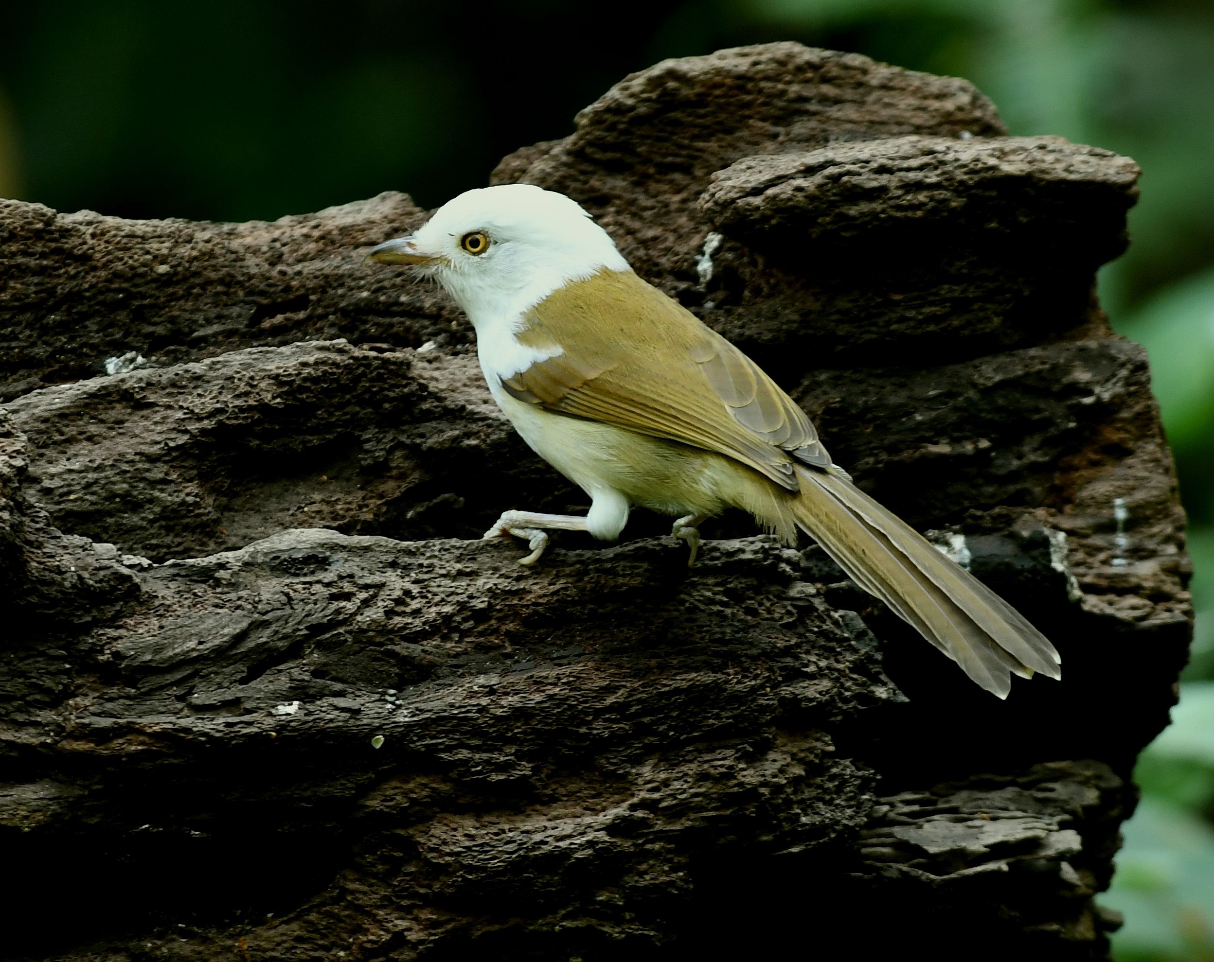 白头鵙鹛【首发】