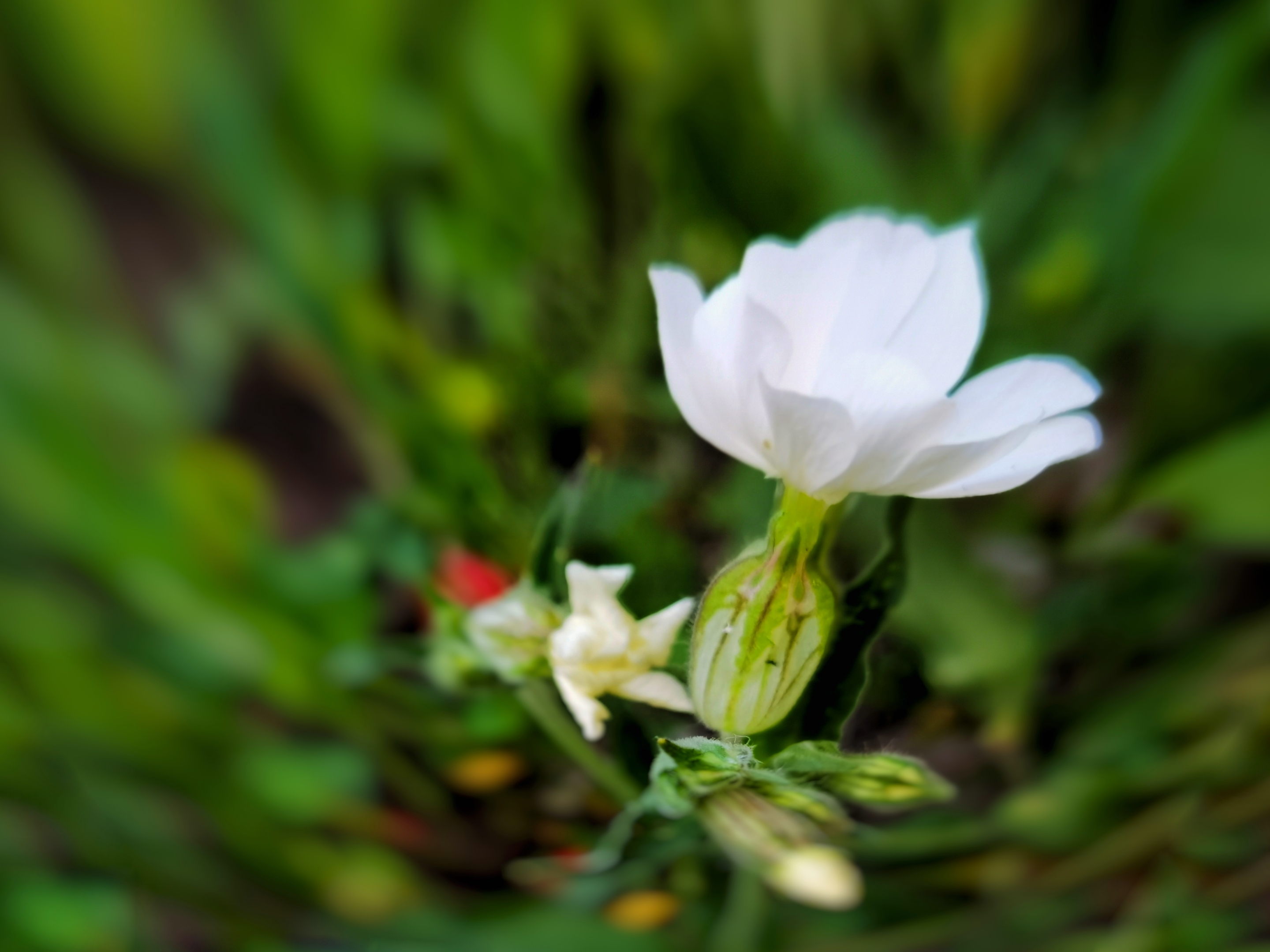 【首发】瓣浅樱卷卷 层层又重重
