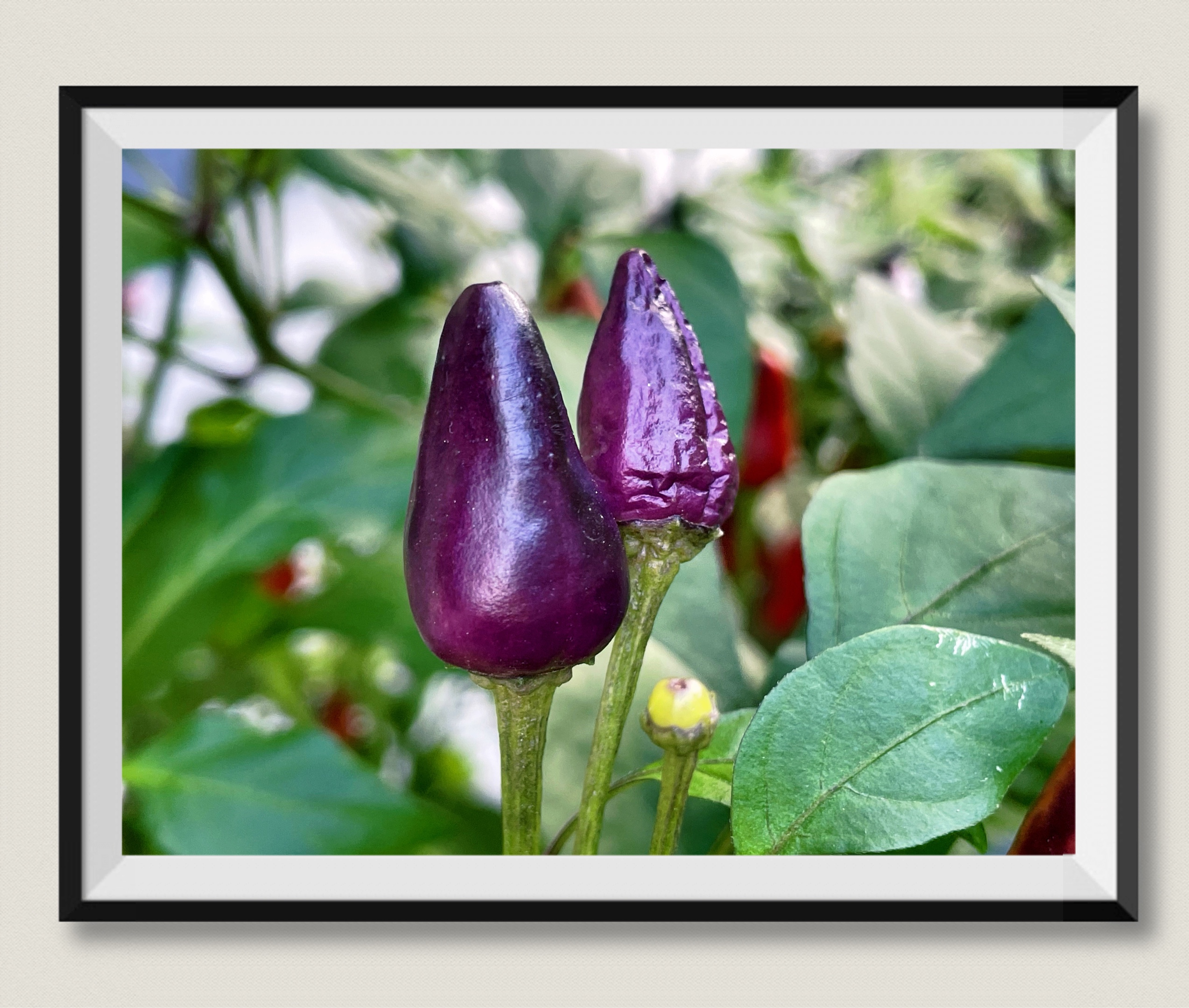 【首发】紫晶甜椒