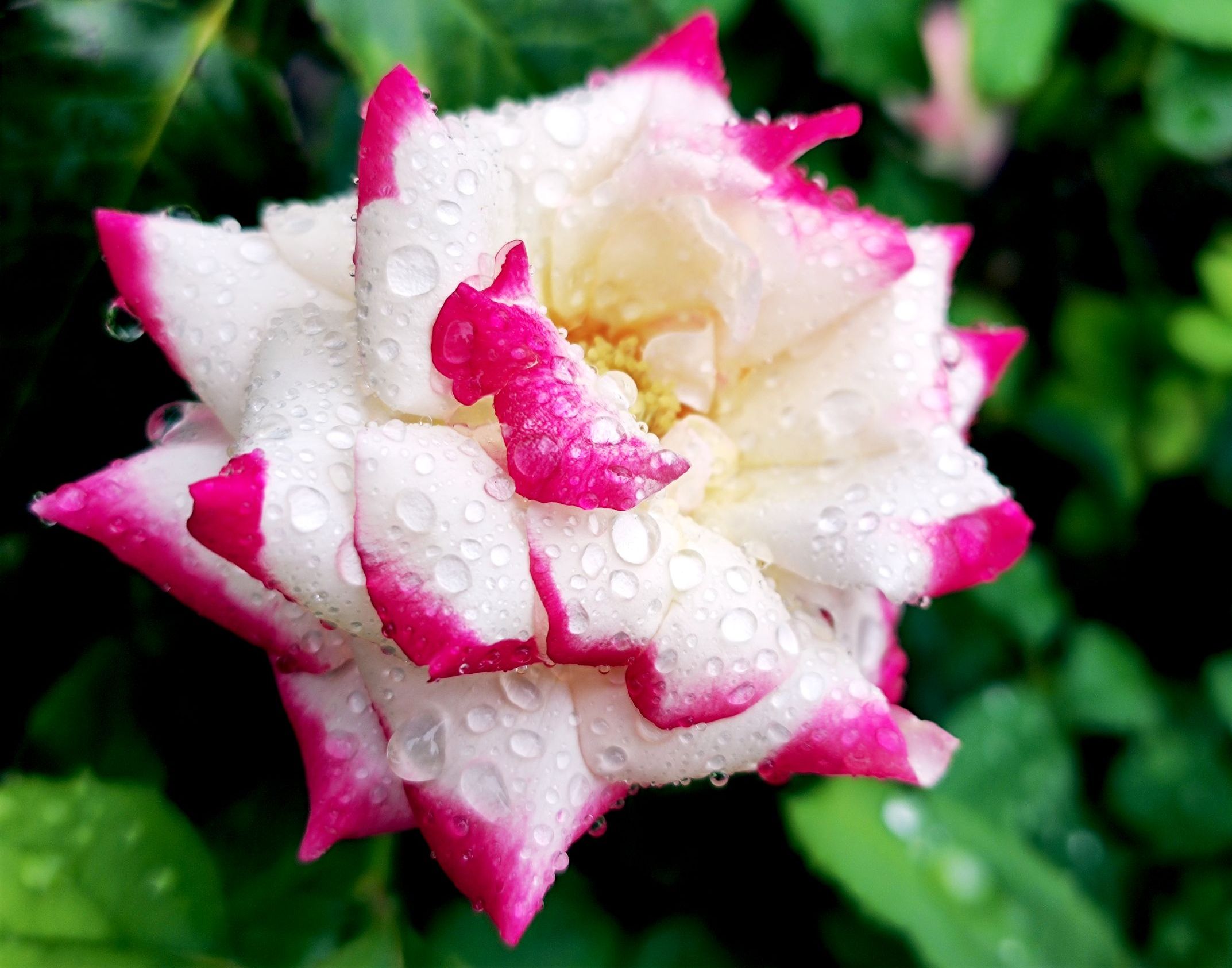 形容雨后花美的唯美图片