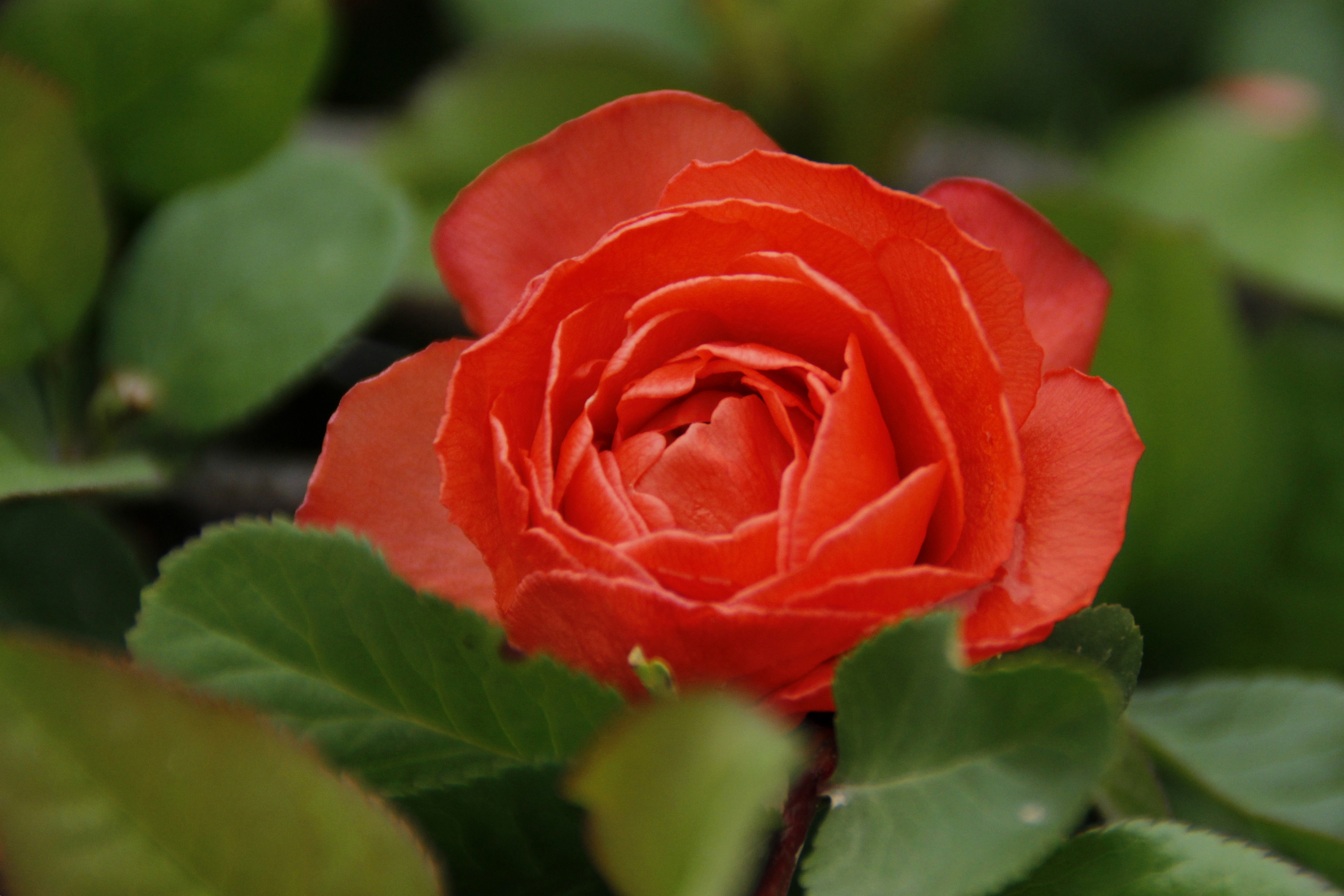 【首发】日本海棠花③