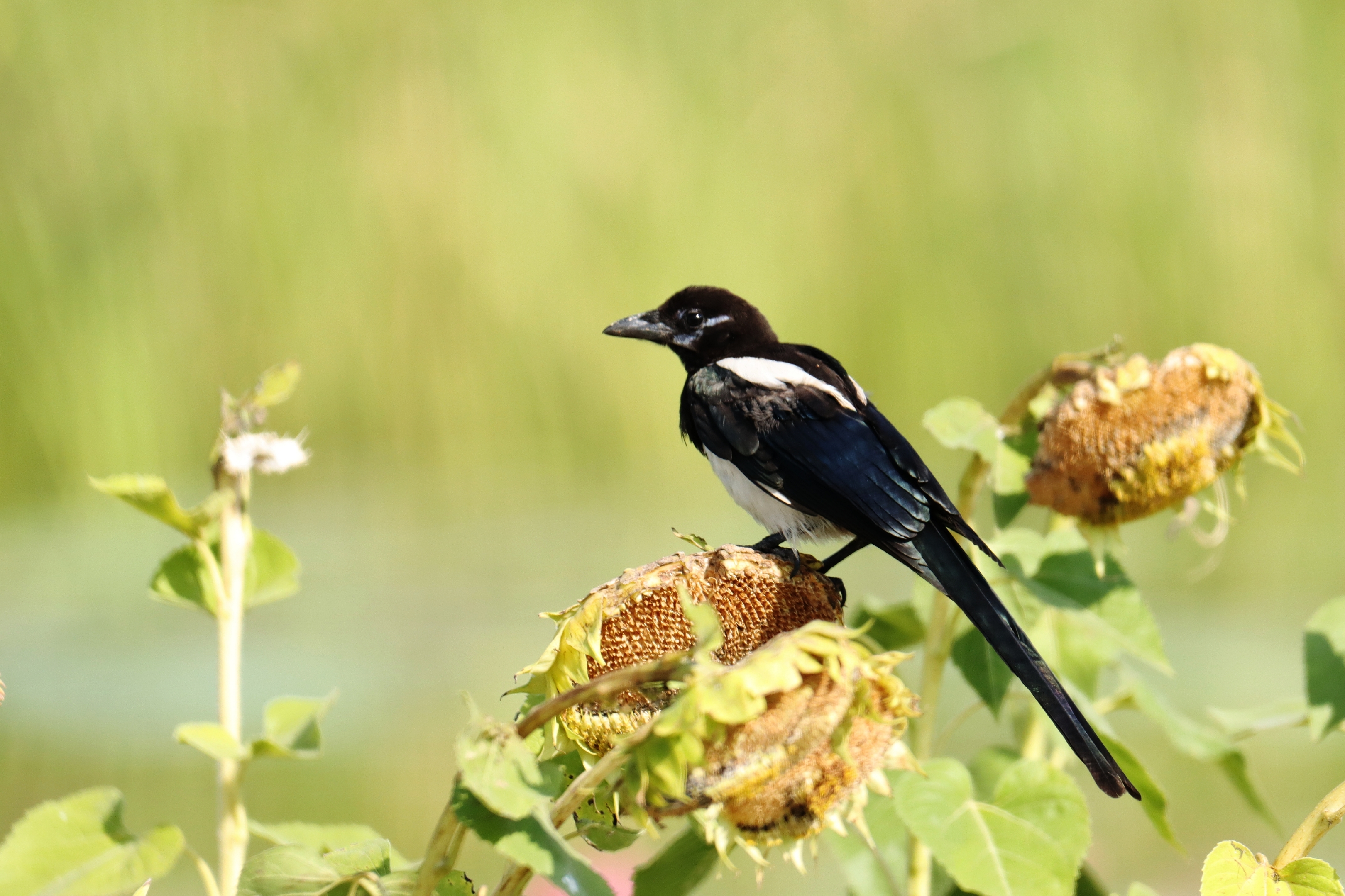 喜鹊落在葵花上《首发》