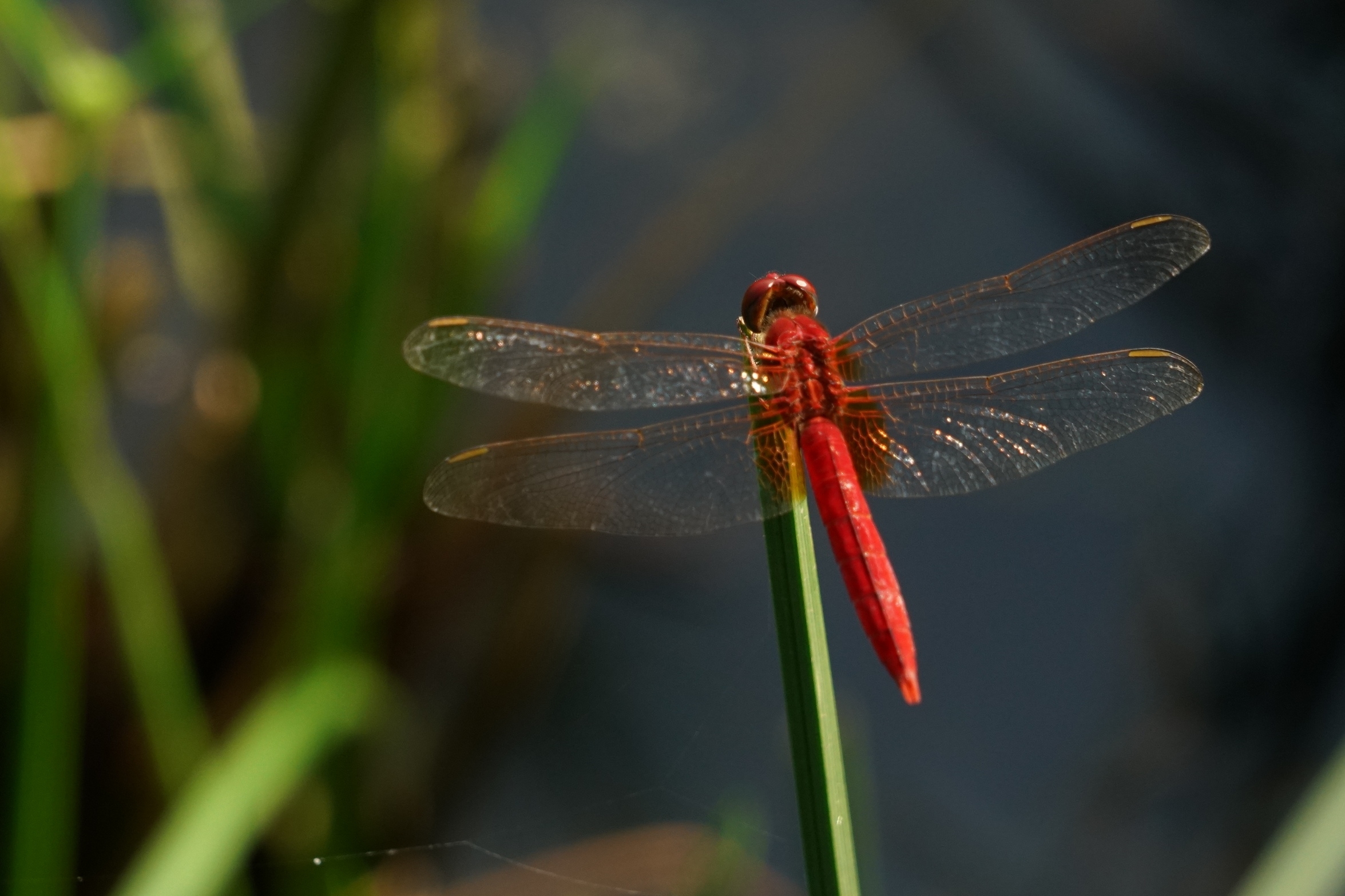 绿塘中的红蜻蜓