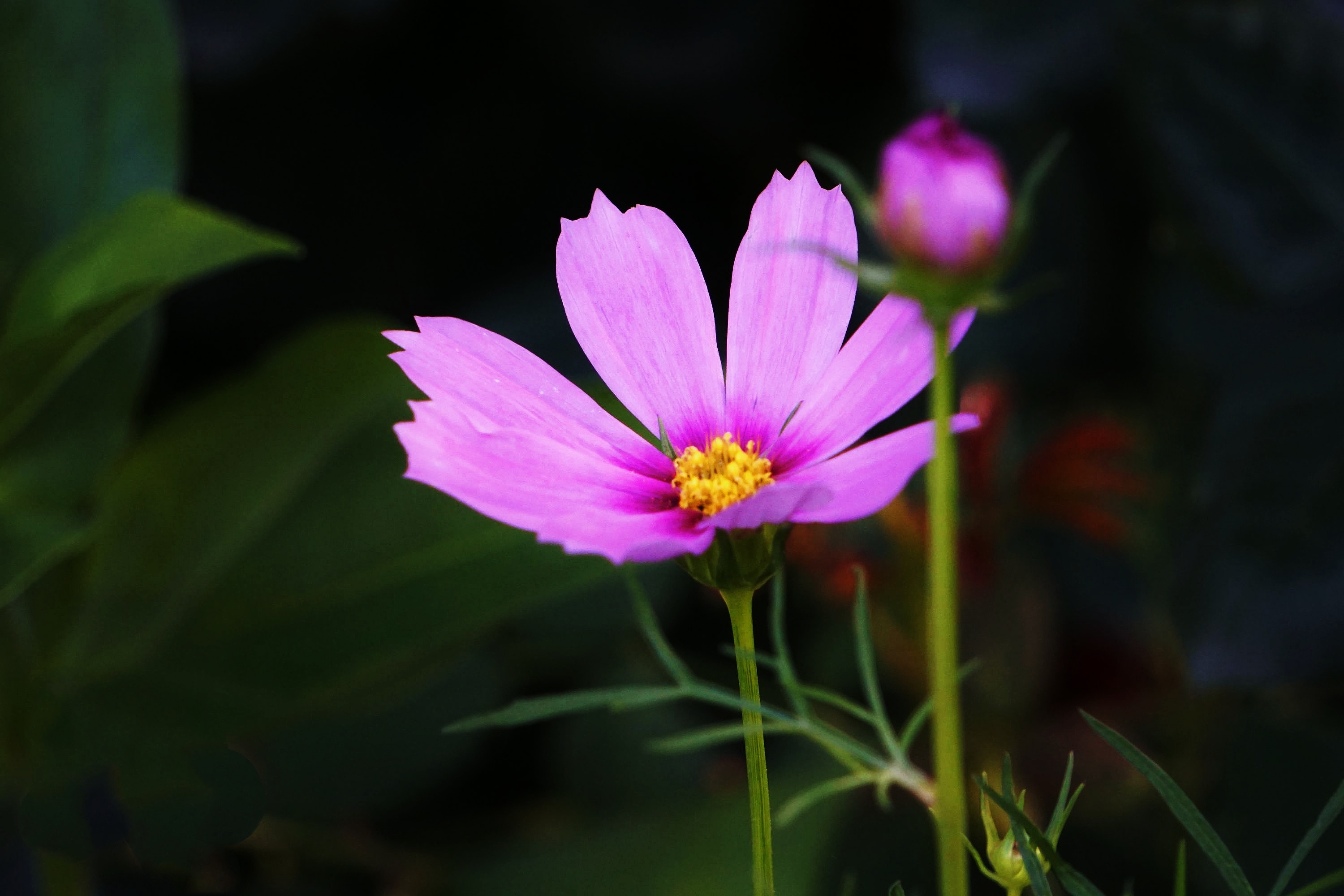 格桑花特征图片